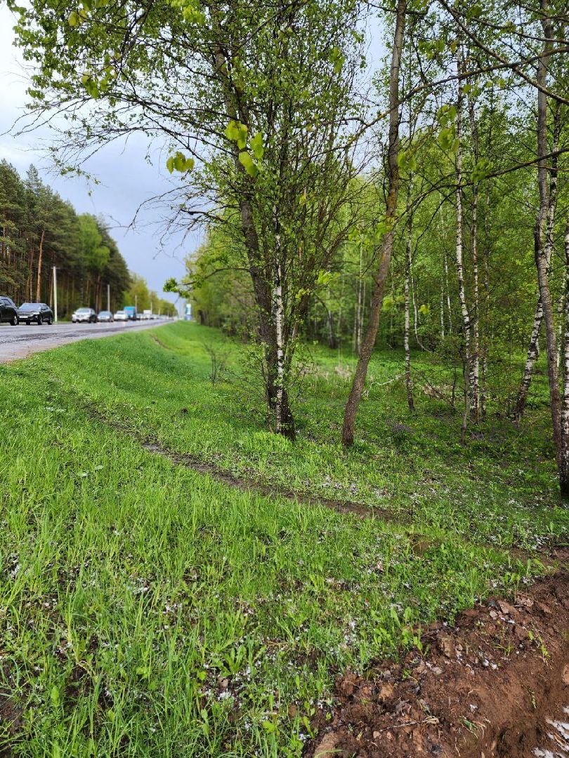 чехов, общество, зона для пикника, зона для отдыха, лесничество,