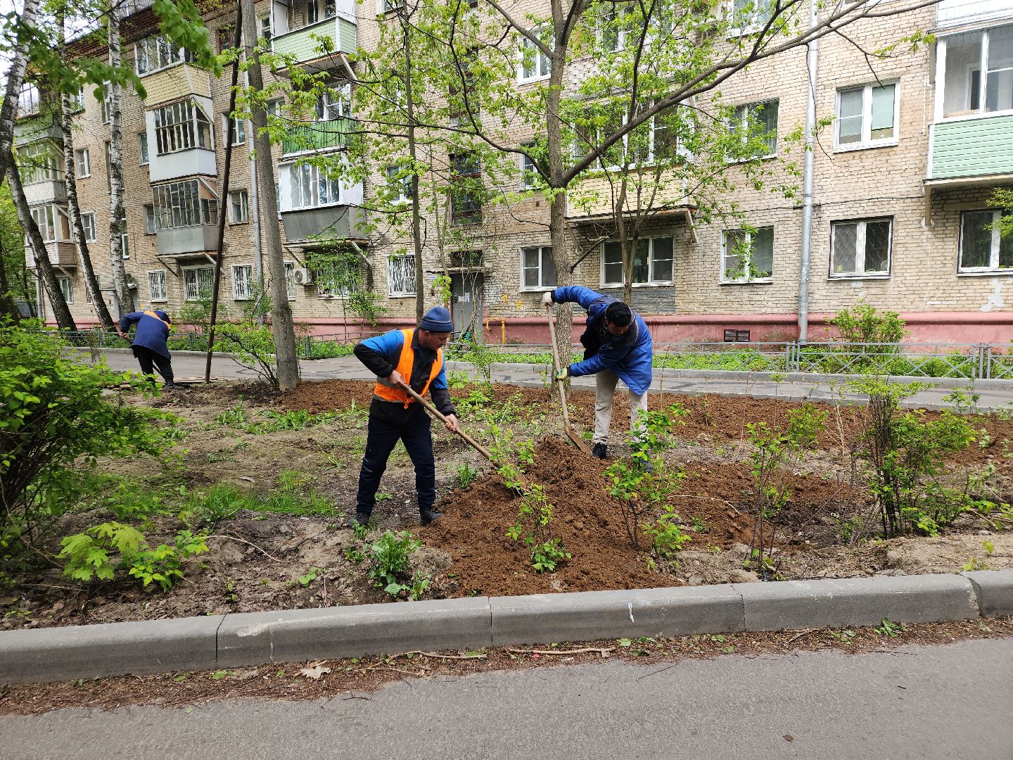 пушкино, благоустройство, газон, трава,