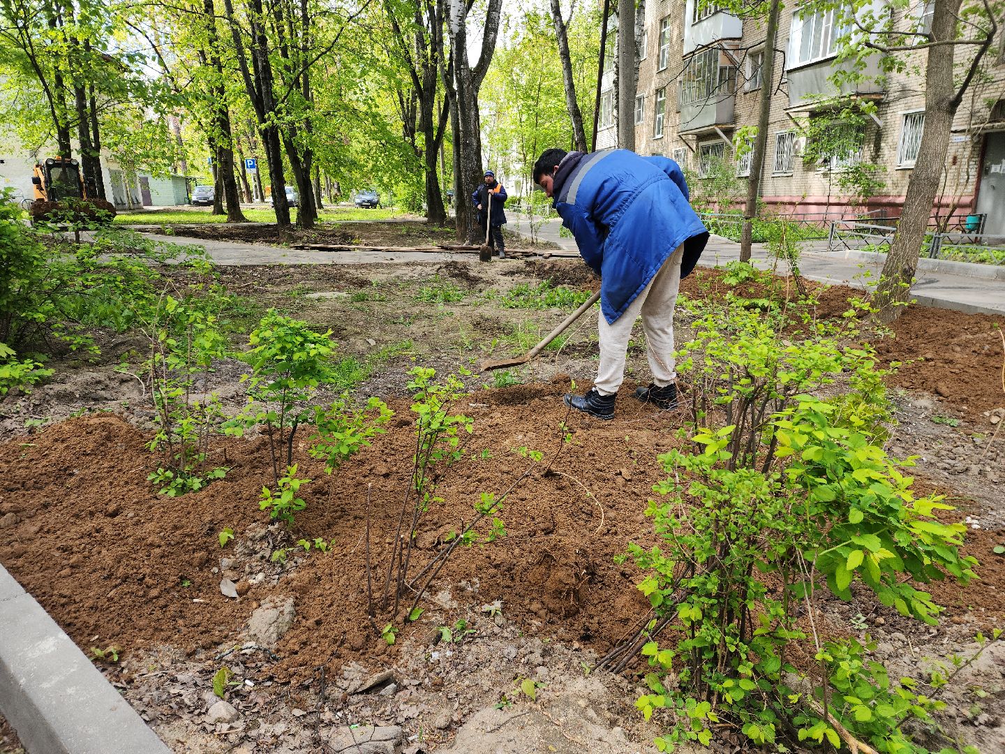 пушкино, благоустройство, газон, трава,
