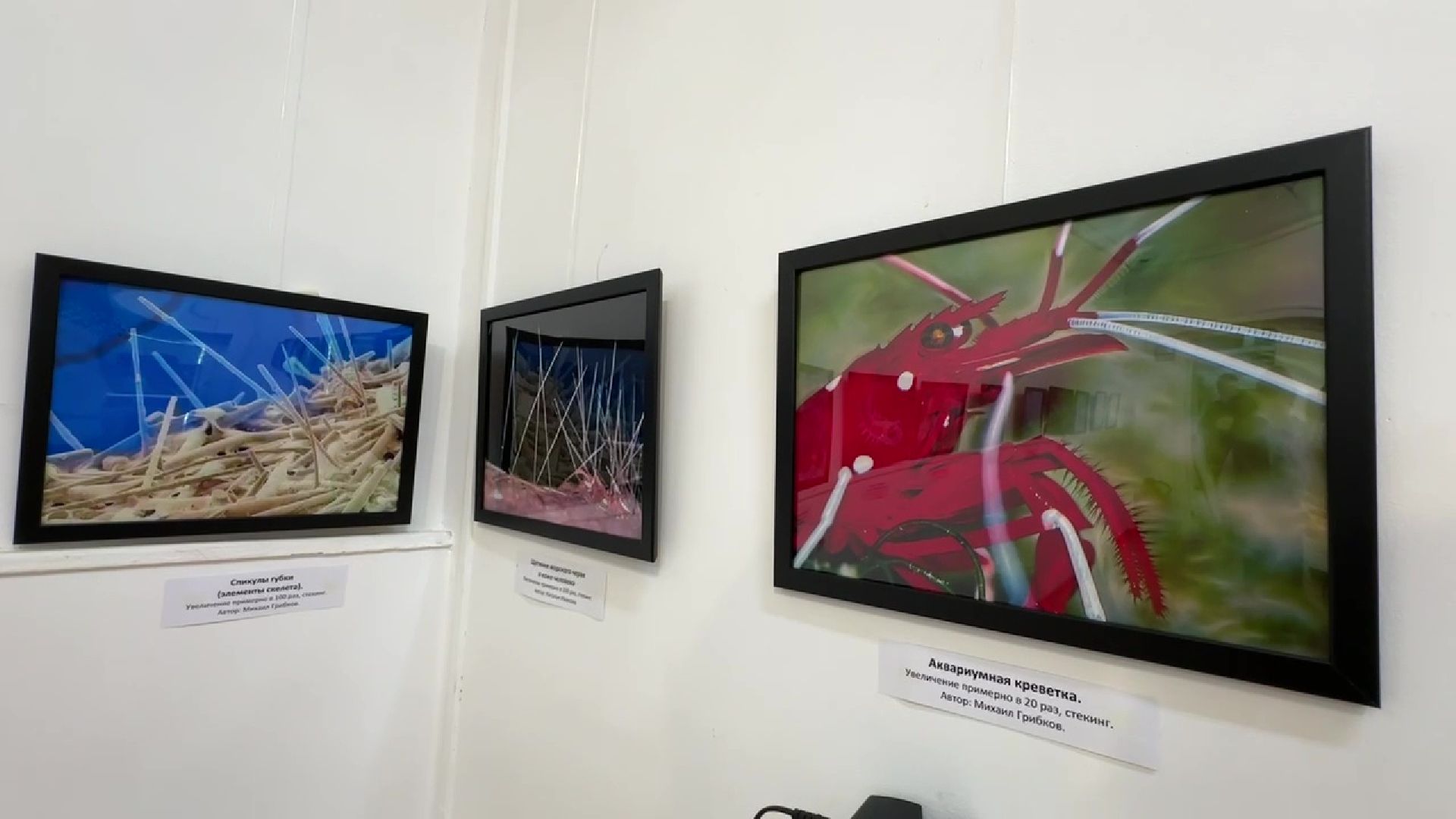 Реутов, музей, выставка, микрофото,