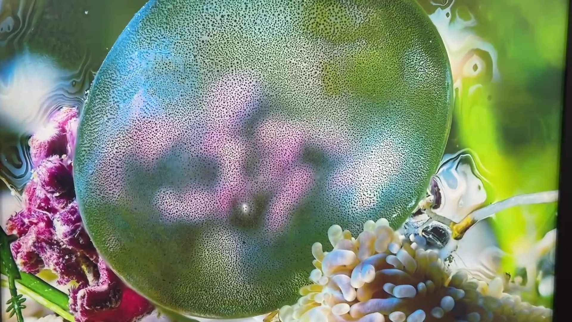 Реутов, музей, выставка, микрофото,