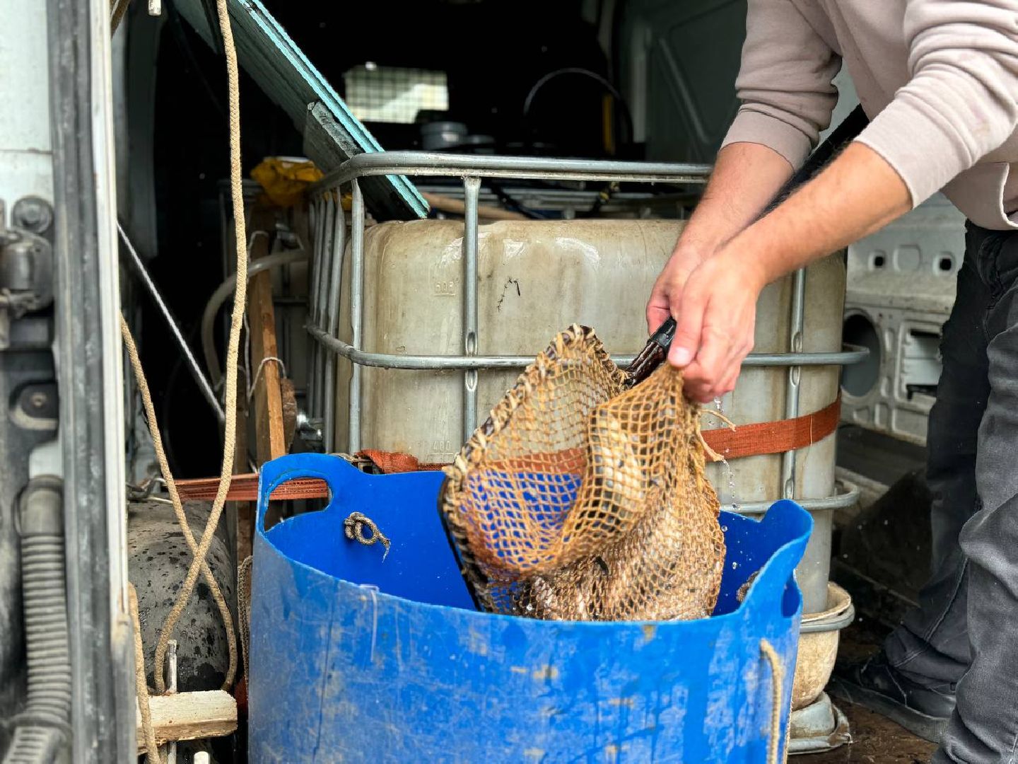 рыбхоз, рыба, пруд, городской округ Восход,