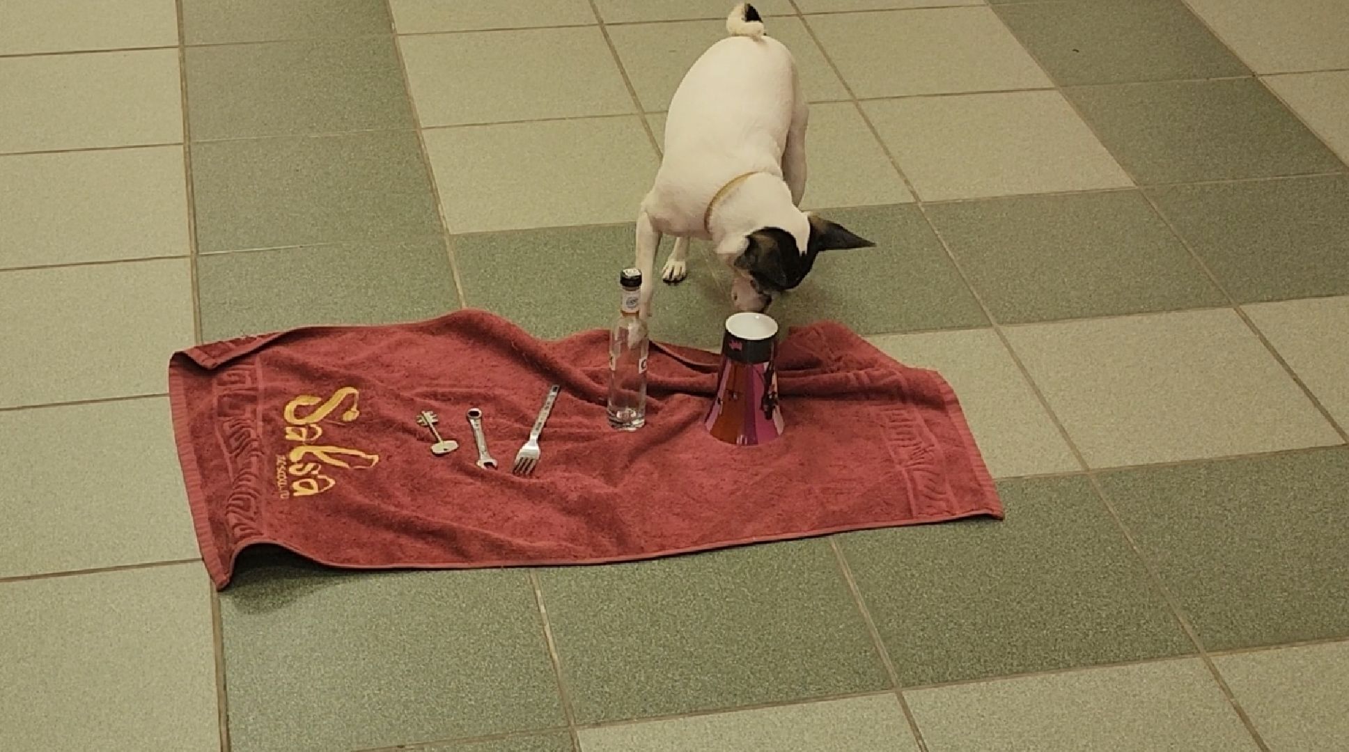 долгопрудный, Долгопрудненский музей, кинологи, интерактив, фронтовая собака,