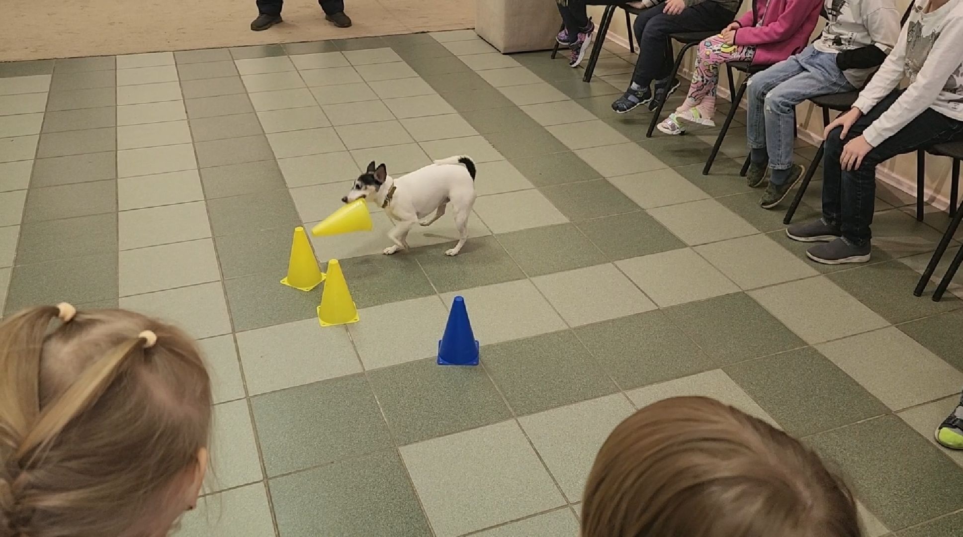 долгопрудный, Долгопрудненский музей, кинологи, интерактив, фронтовая собака,