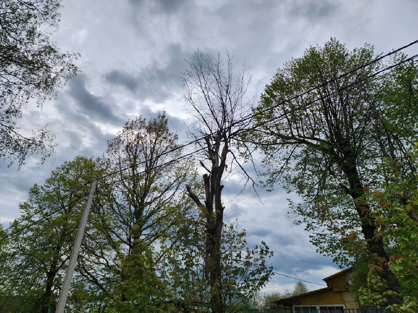 можайск, можайский городской округ, подмосковье, выездная администрация, дерево, сухостойное дерево, обращения граждан, глава муниципалитета, жители,встреча с жителями,