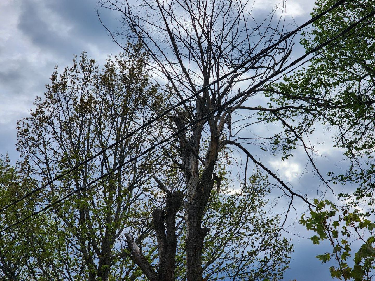 можайск, можайский городской округ, подмосковье, выездная администрация, дерево, сухостойное дерево, обращения граждан, глава муниципалитета, жители,встреча с жителями,