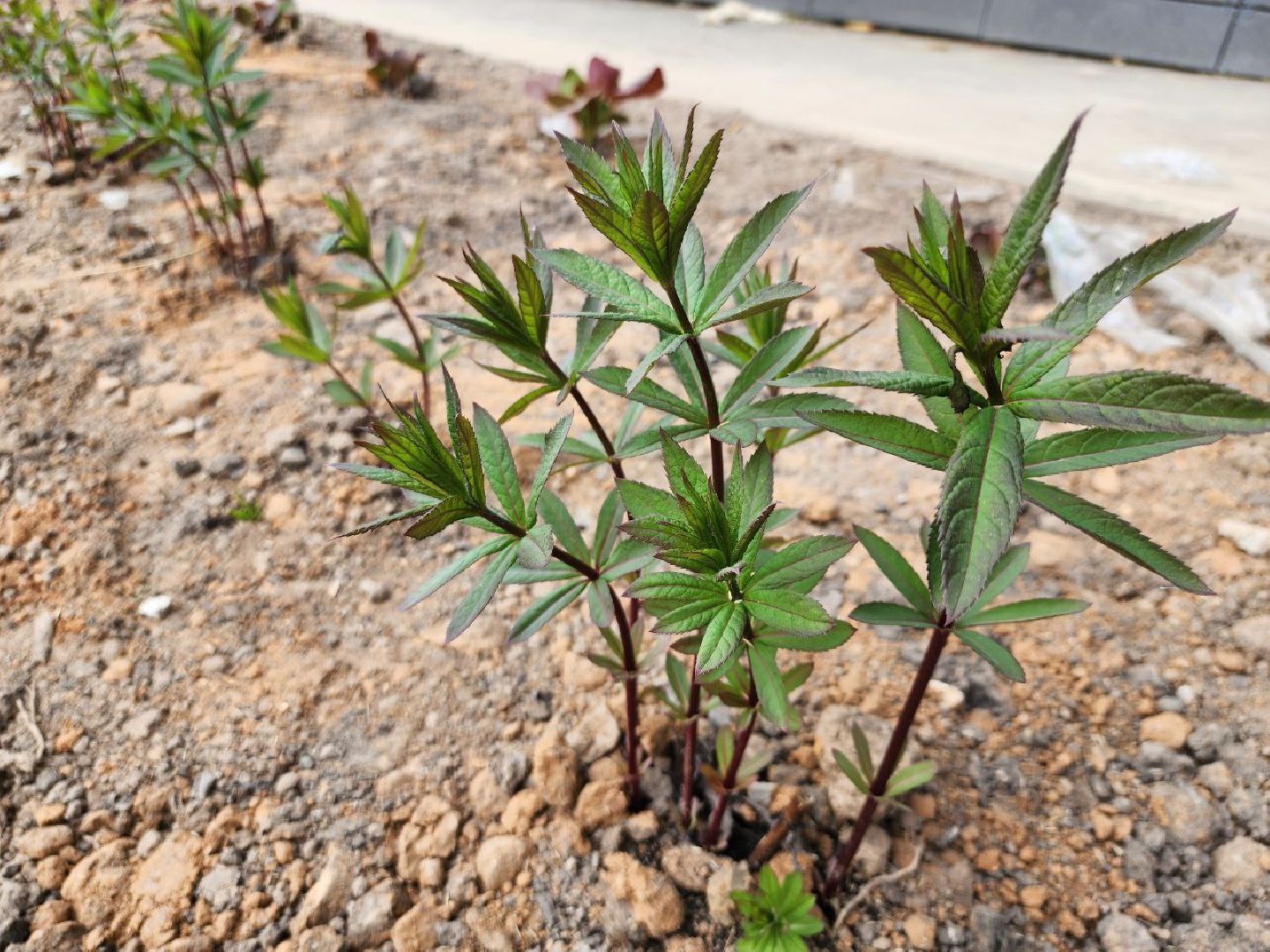 можайск, можайский городской округ, подмосковье, строительство, дворец спорта, арсенал, фок, спортивный объект, школа олимпийского резерва по самбо и дзюдо,