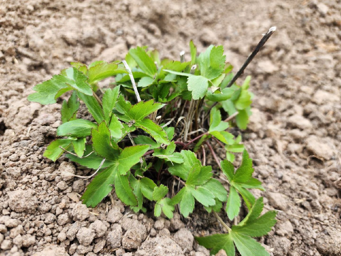 можайск, можайский городской округ, подмосковье, строительство, дворец спорта, арсенал, фок, спортивный объект, школа олимпийского резерва по самбо и дзюдо,