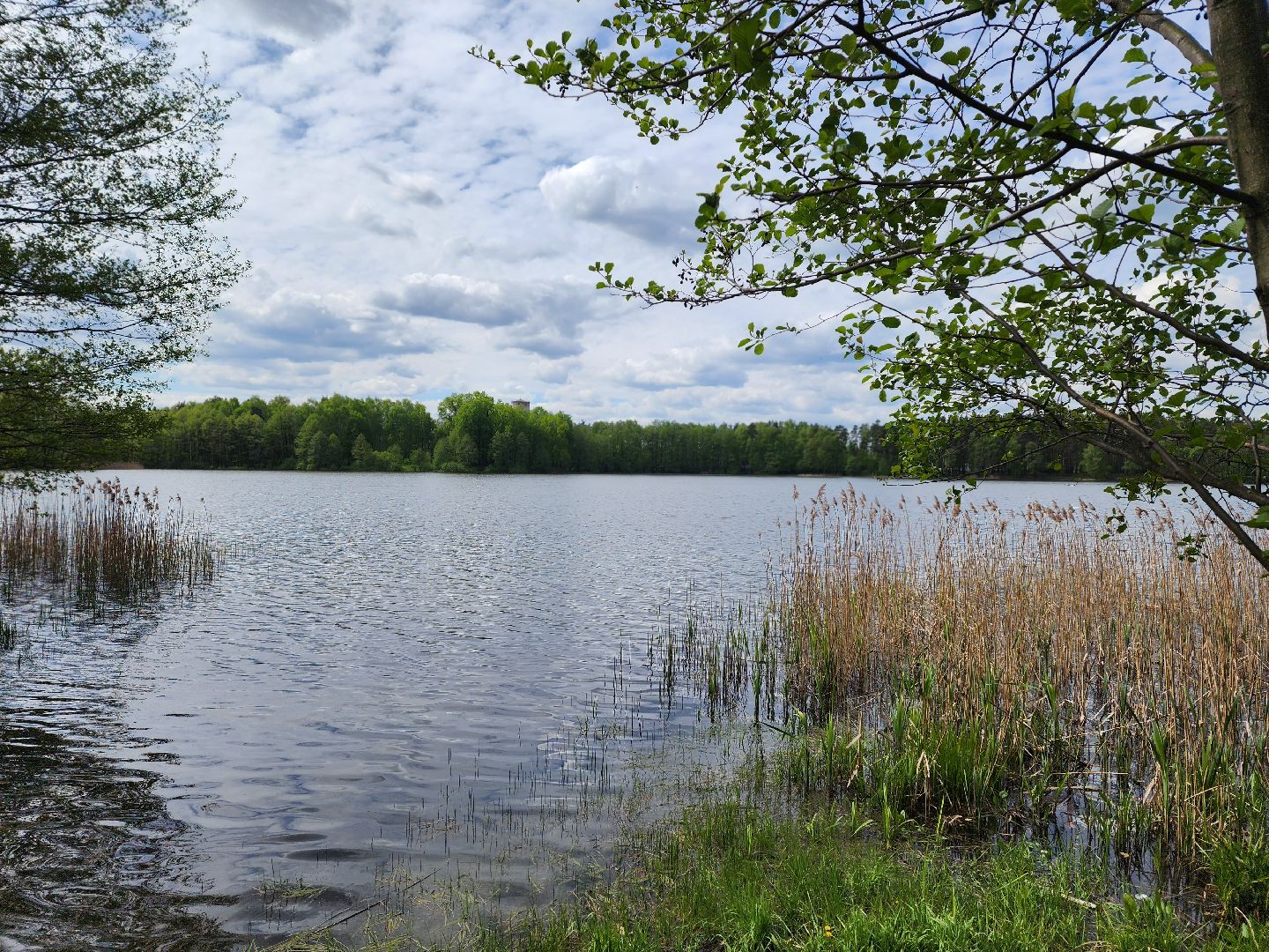 воскресенск, шашлык у озера, пожарная безопасность, лесничество,