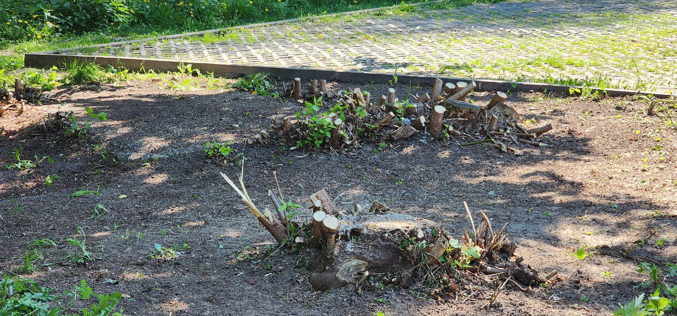 Коломна, благоуйстройство, обрезка деревьев,