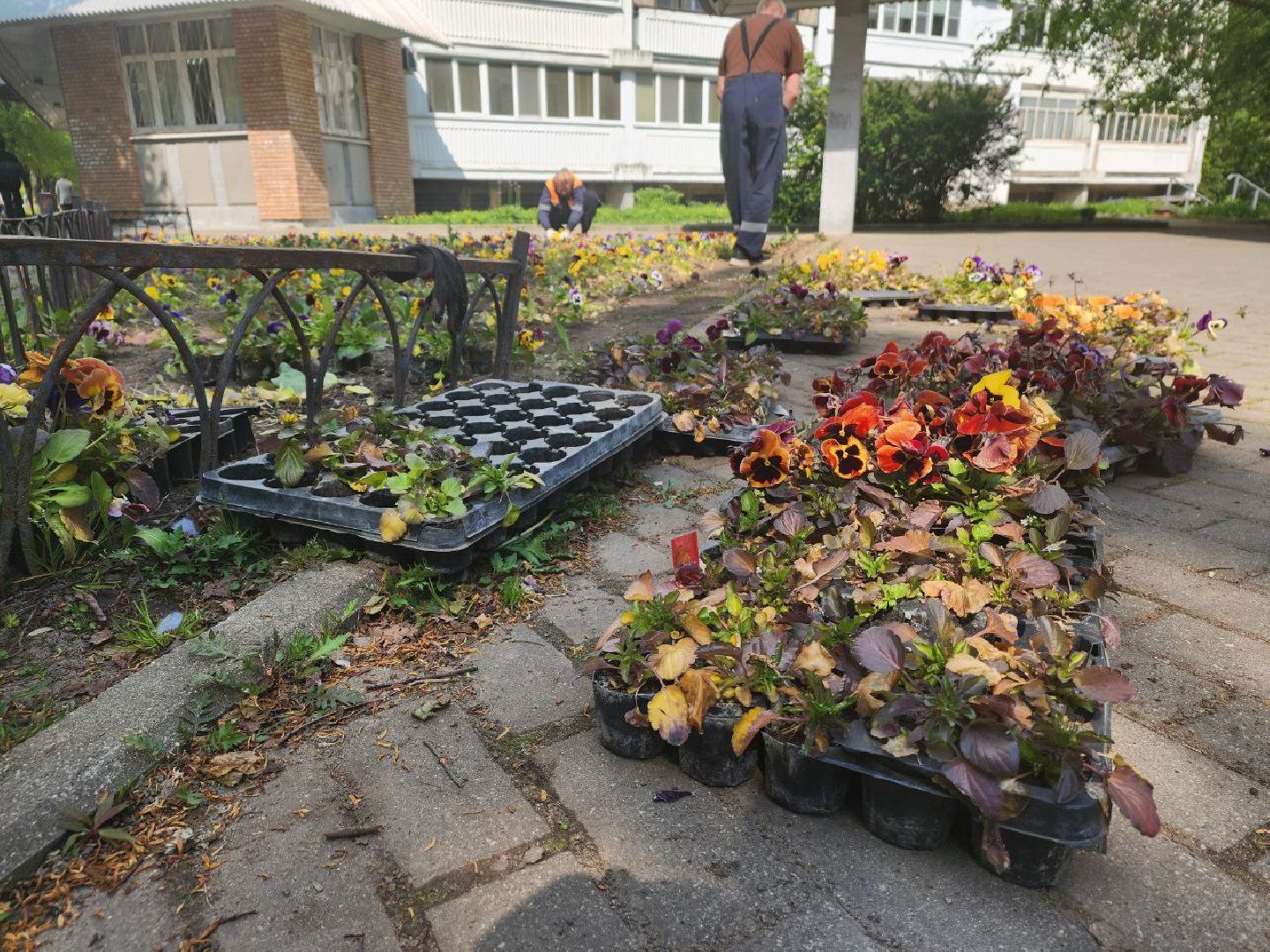 пущино, серпухов, цветы, благоуйстройство,