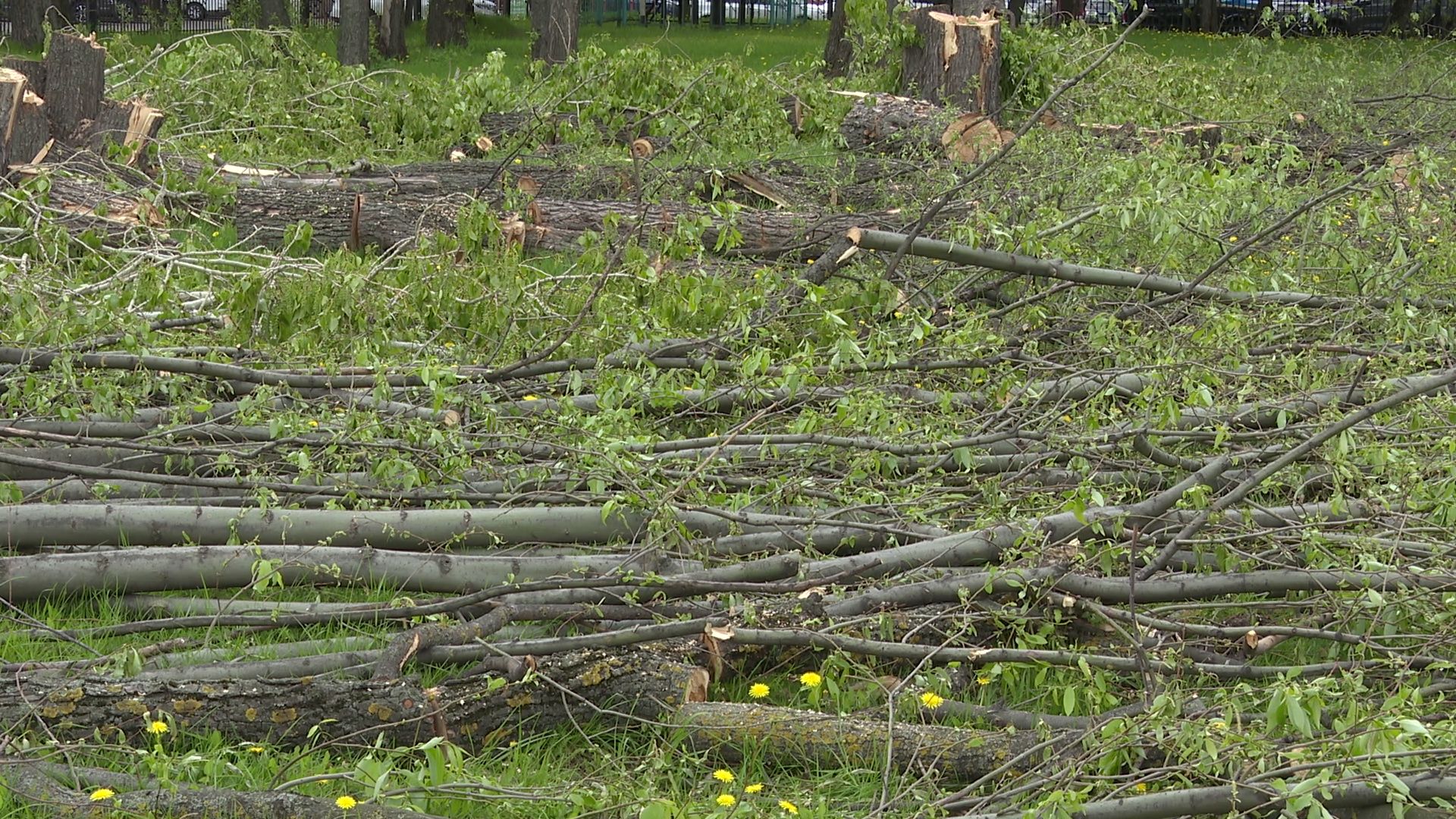 Реутов, старт, приалит, строительство, масштабная реконструкция, опиловка, деревья, академия Акинфеева,