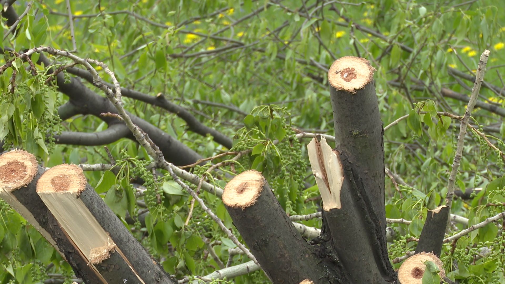 Реутов, старт, приалит, строительство, масштабная реконструкция, опиловка, деревья, академия Акинфеева,