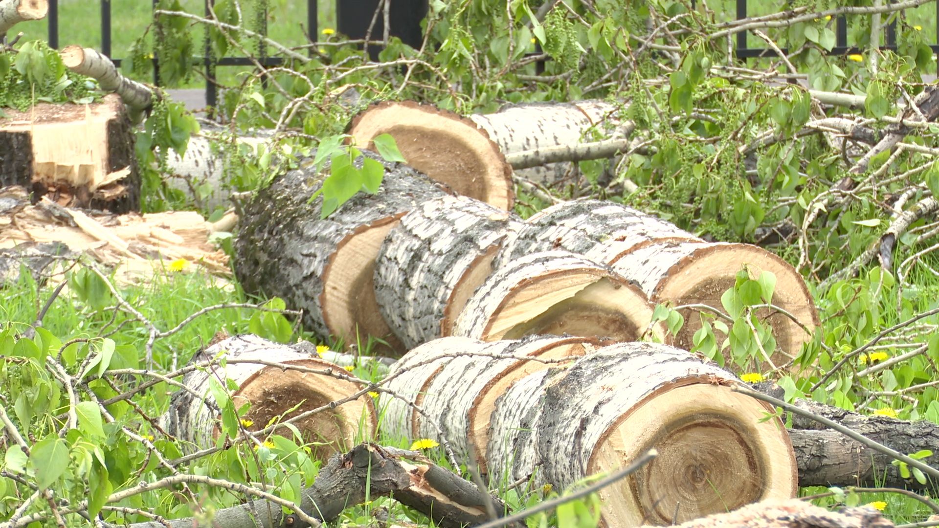 Реутов, старт, приалит, строительство, масштабная реконструкция, опиловка, деревья, академия Акинфеева,