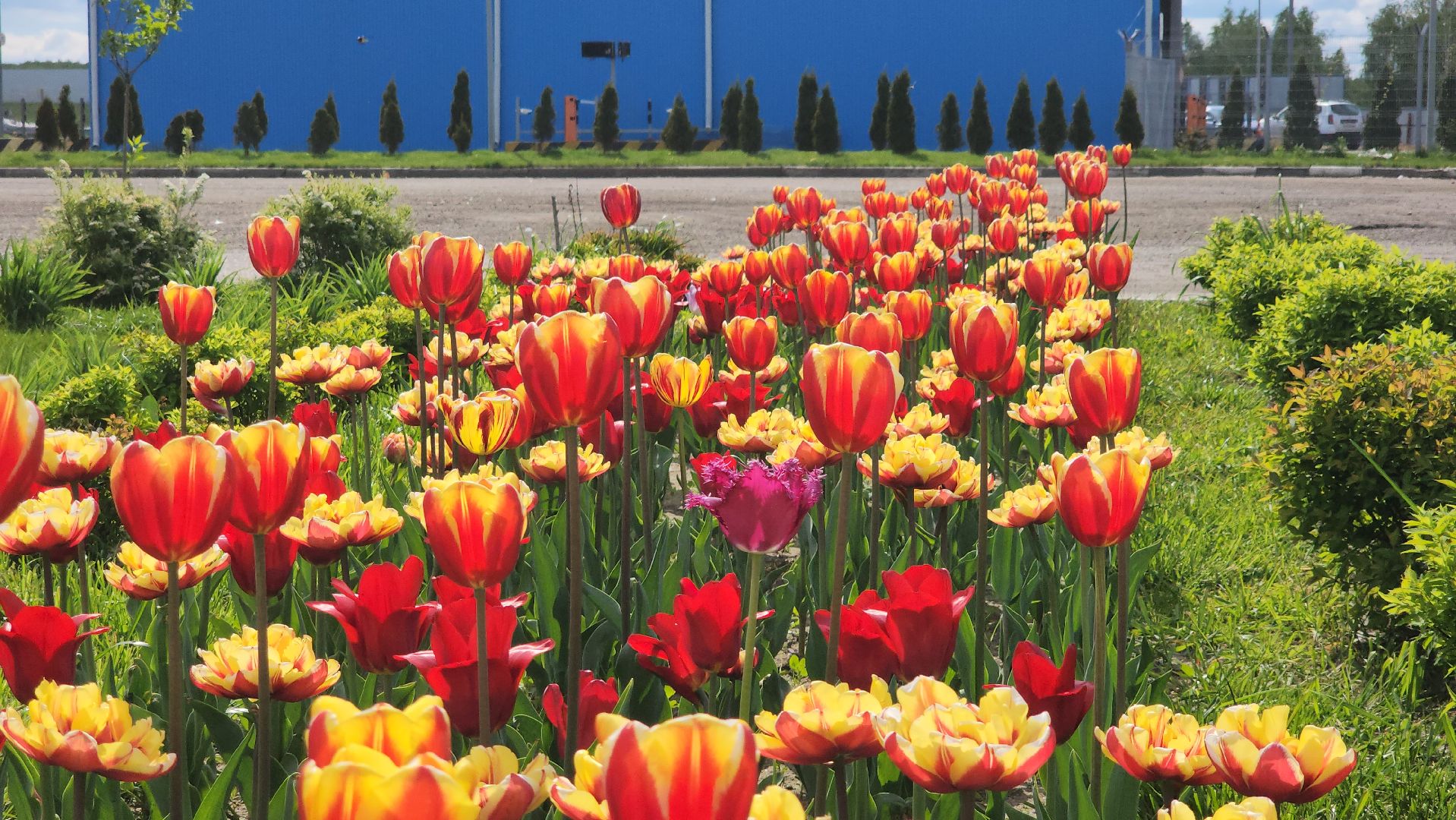 кпо, восток, техногрунт, удобрение, мусор, отходы, тюльпаны, цветы,