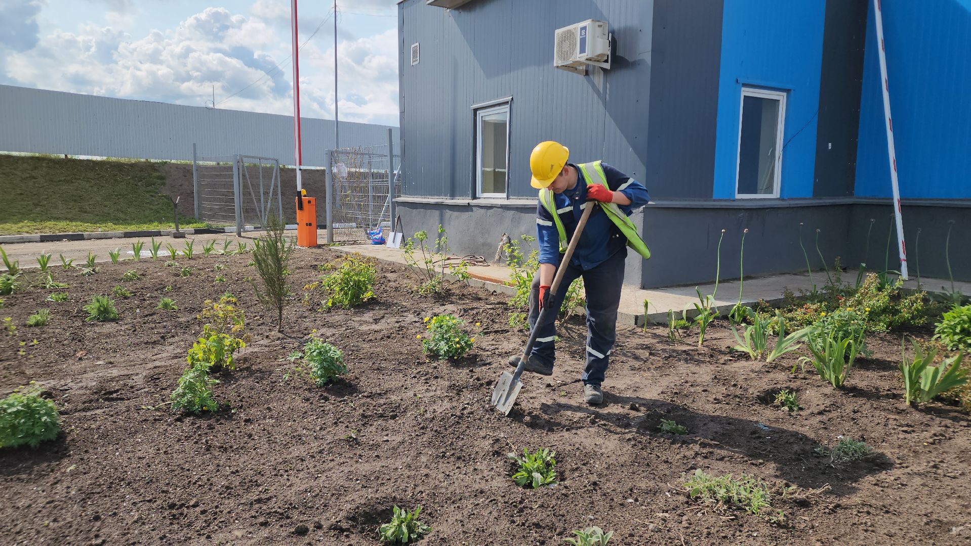 кпо, восток, техногрунт, удобрение, мусор, отходы, тюльпаны, цветы,