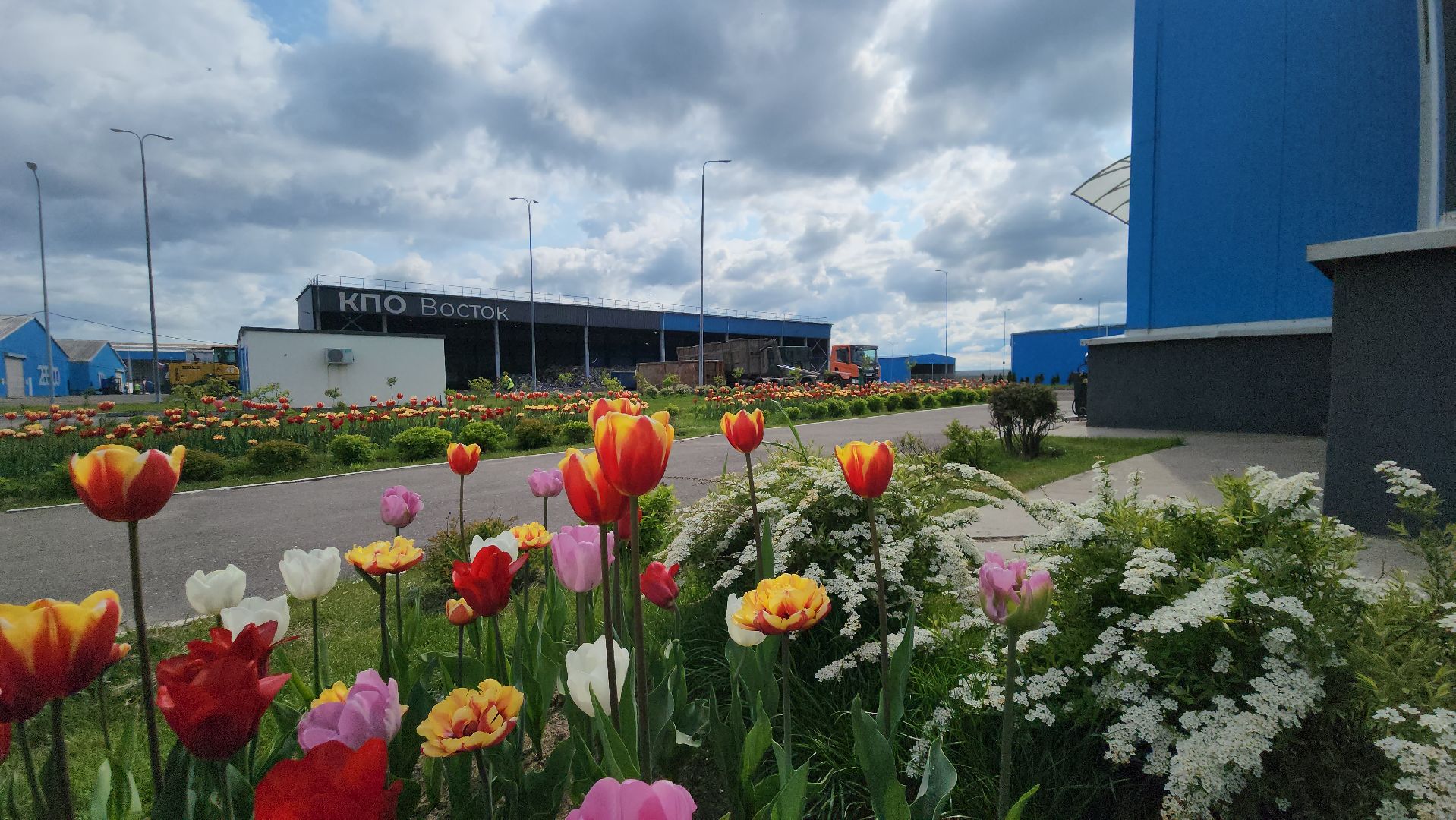 кпо, восток, техногрунт, удобрение, мусор, отходы, тюльпаны, цветы,