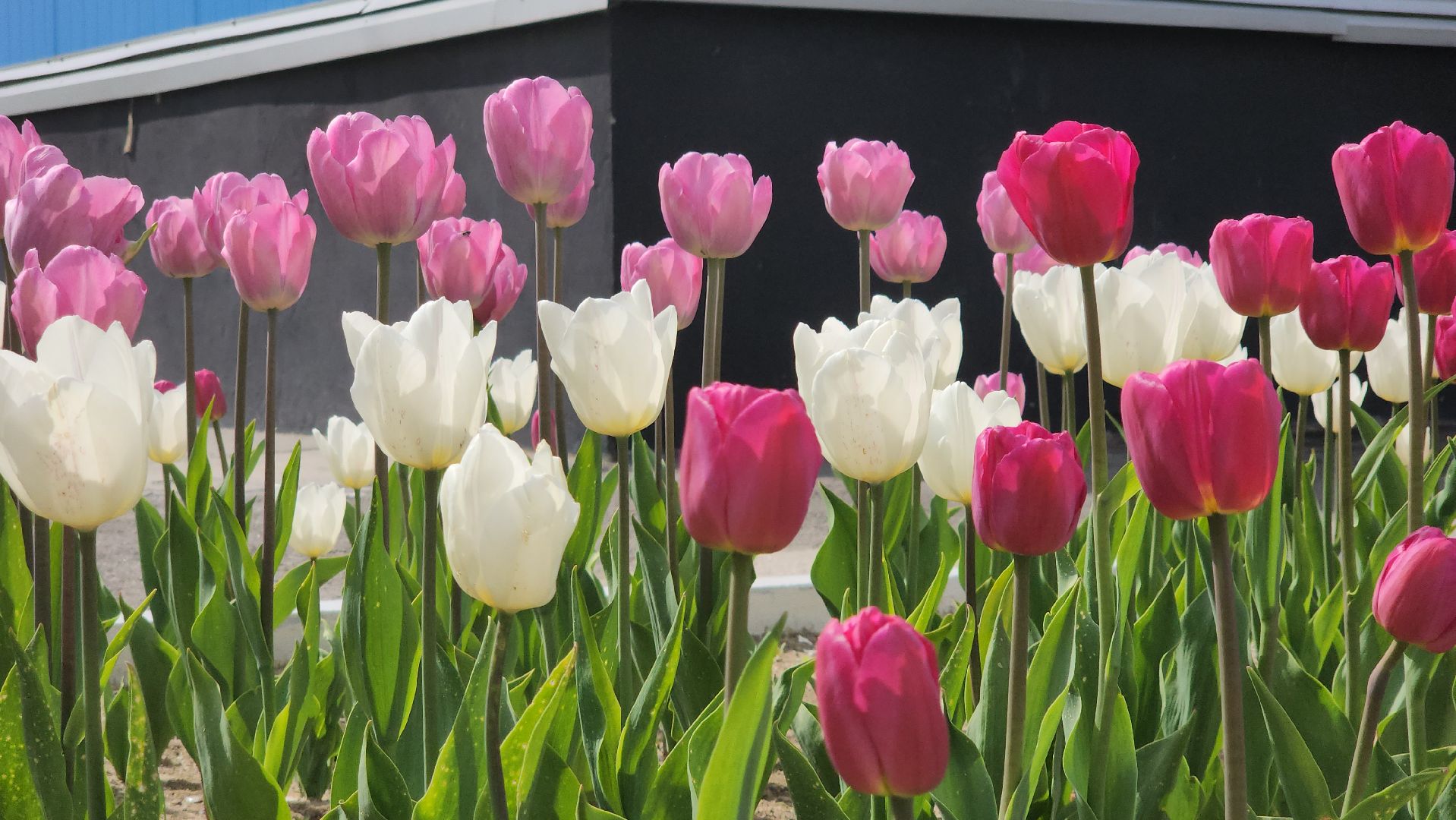 кпо, восток, техногрунт, удобрение, мусор, отходы, тюльпаны, цветы,