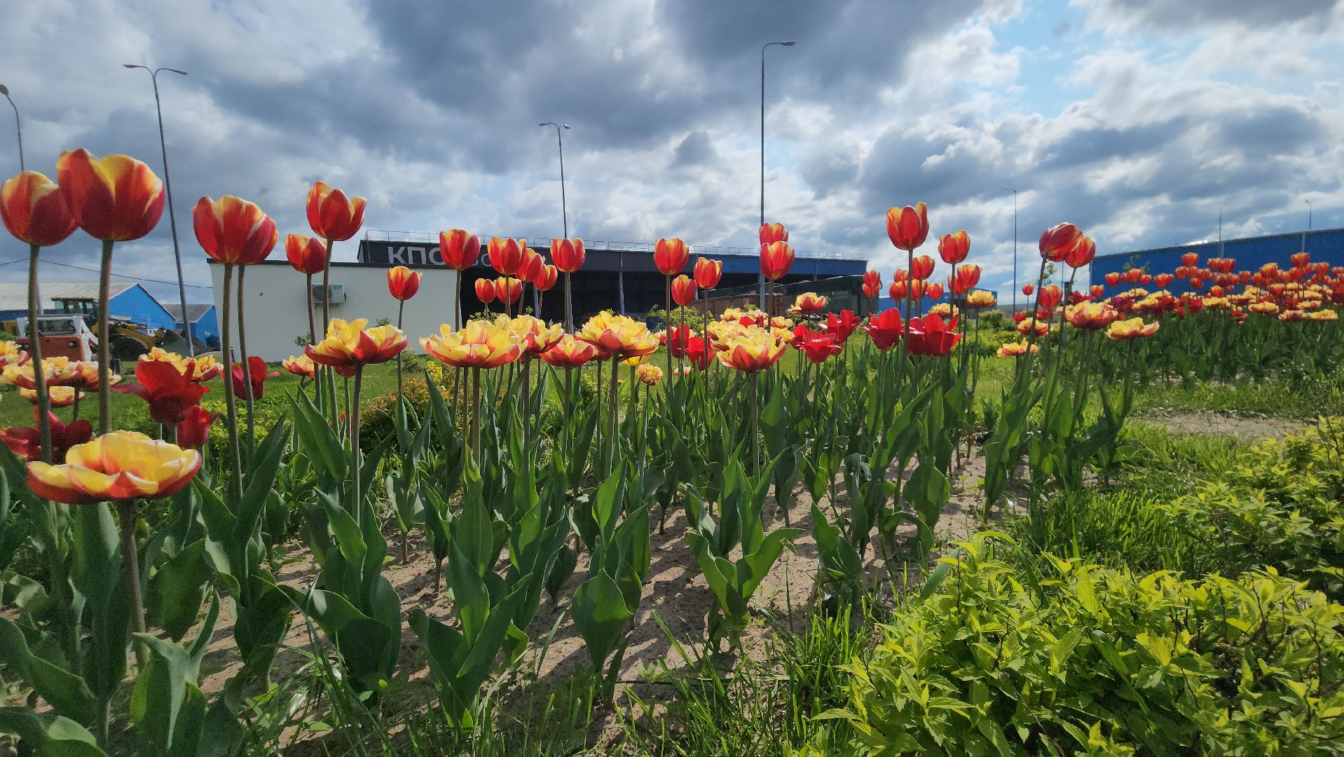 кпо, восток, техногрунт, удобрение, мусор, отходы, тюльпаны, цветы,