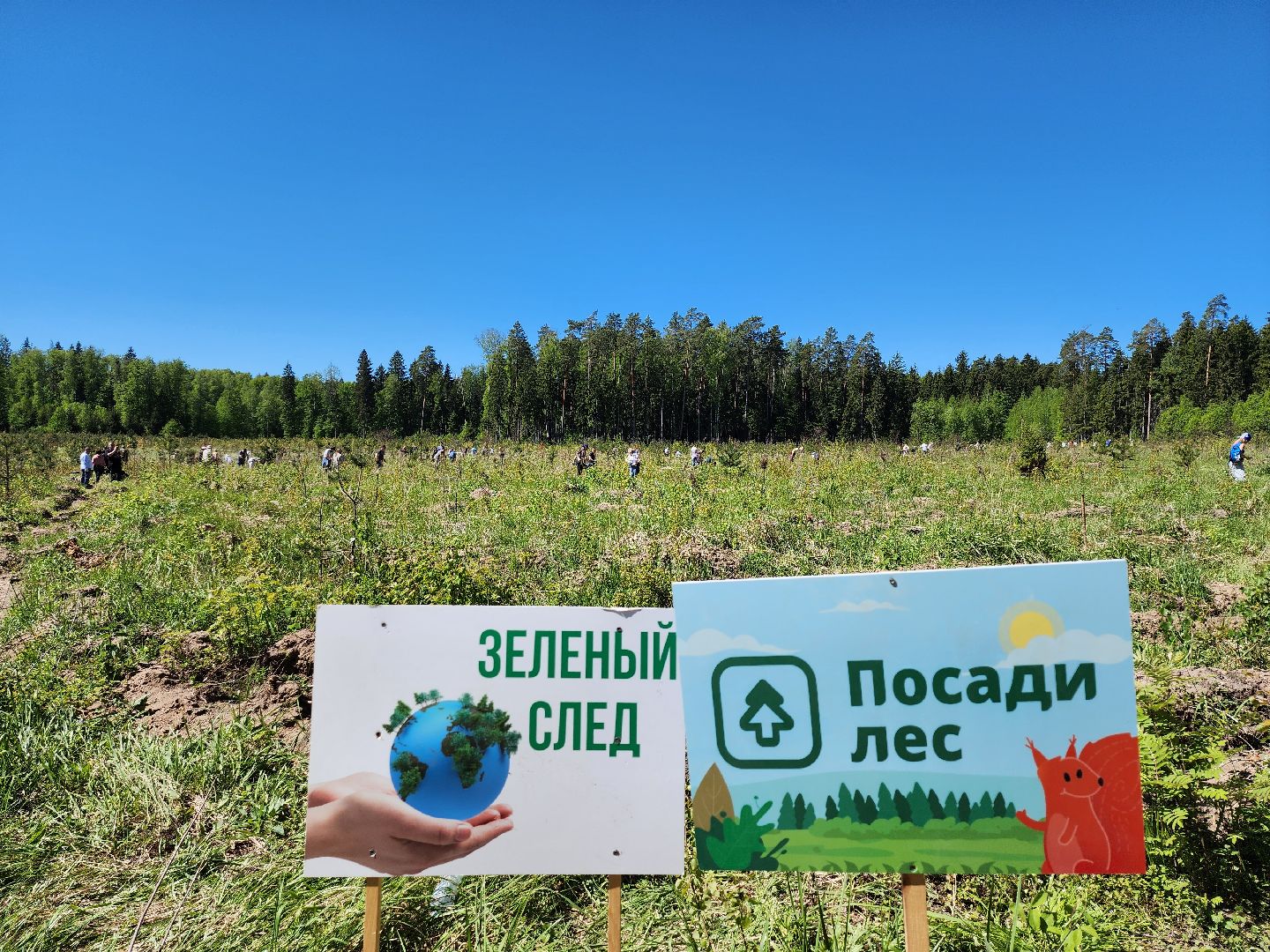 серпухов, подмосковье, лес будущего, лесничие серпухова,