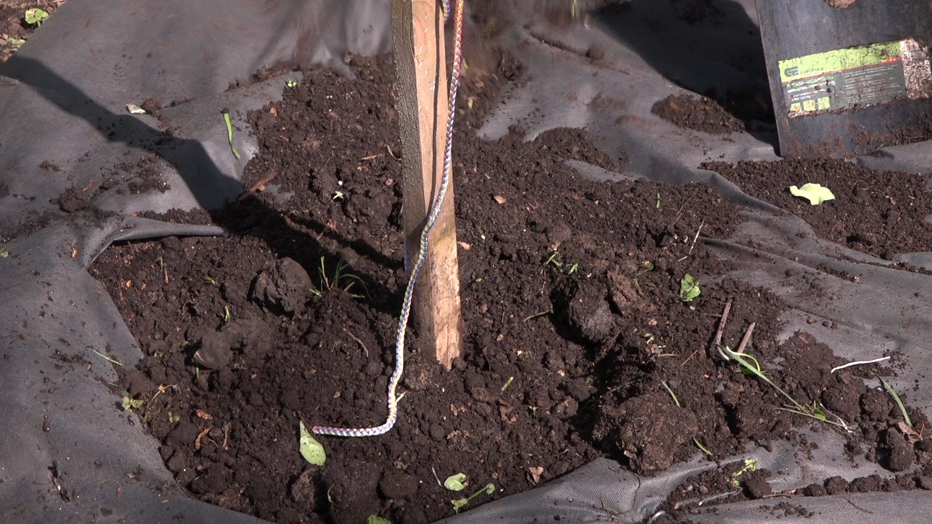 экологическая акция, Лес будущего, посади свое дерево, Власиха лес будущего, плодовый сад, Власиха Сад победы,