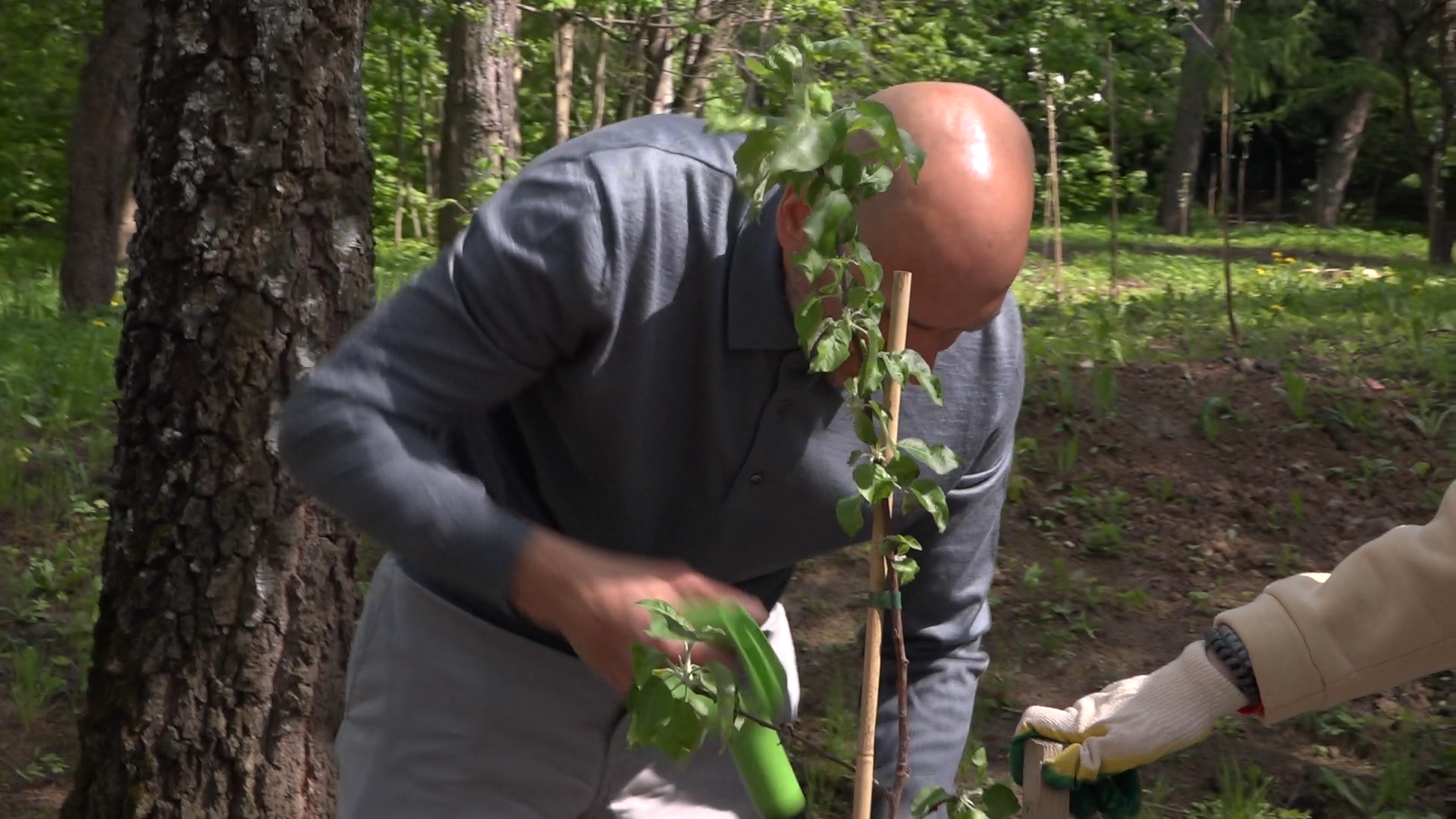 экологическая акция, Лес будущего, посади свое дерево, Власиха лес будущего, плодовый сад, Власиха Сад победы,