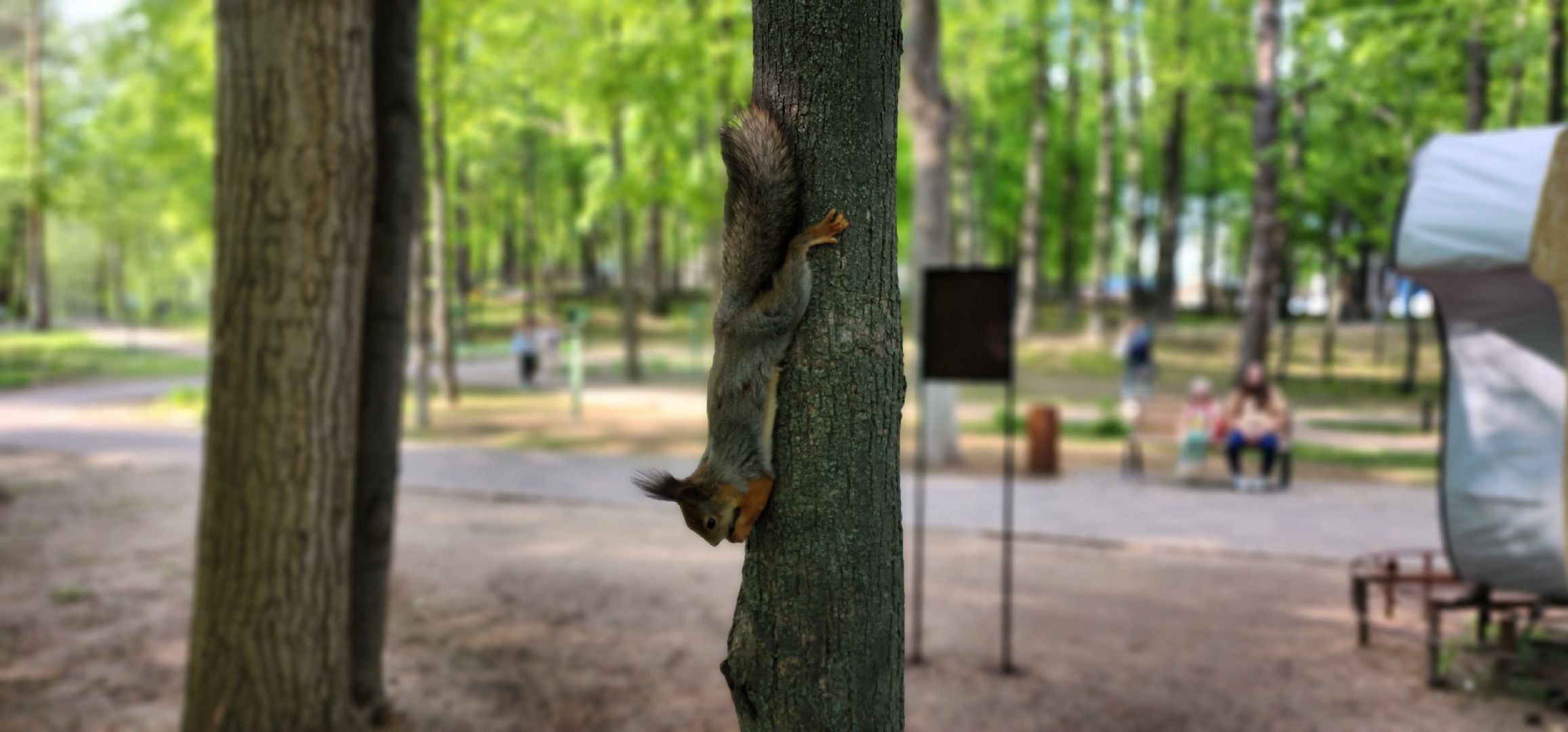 раменское, благоустройство, белочка-парк,