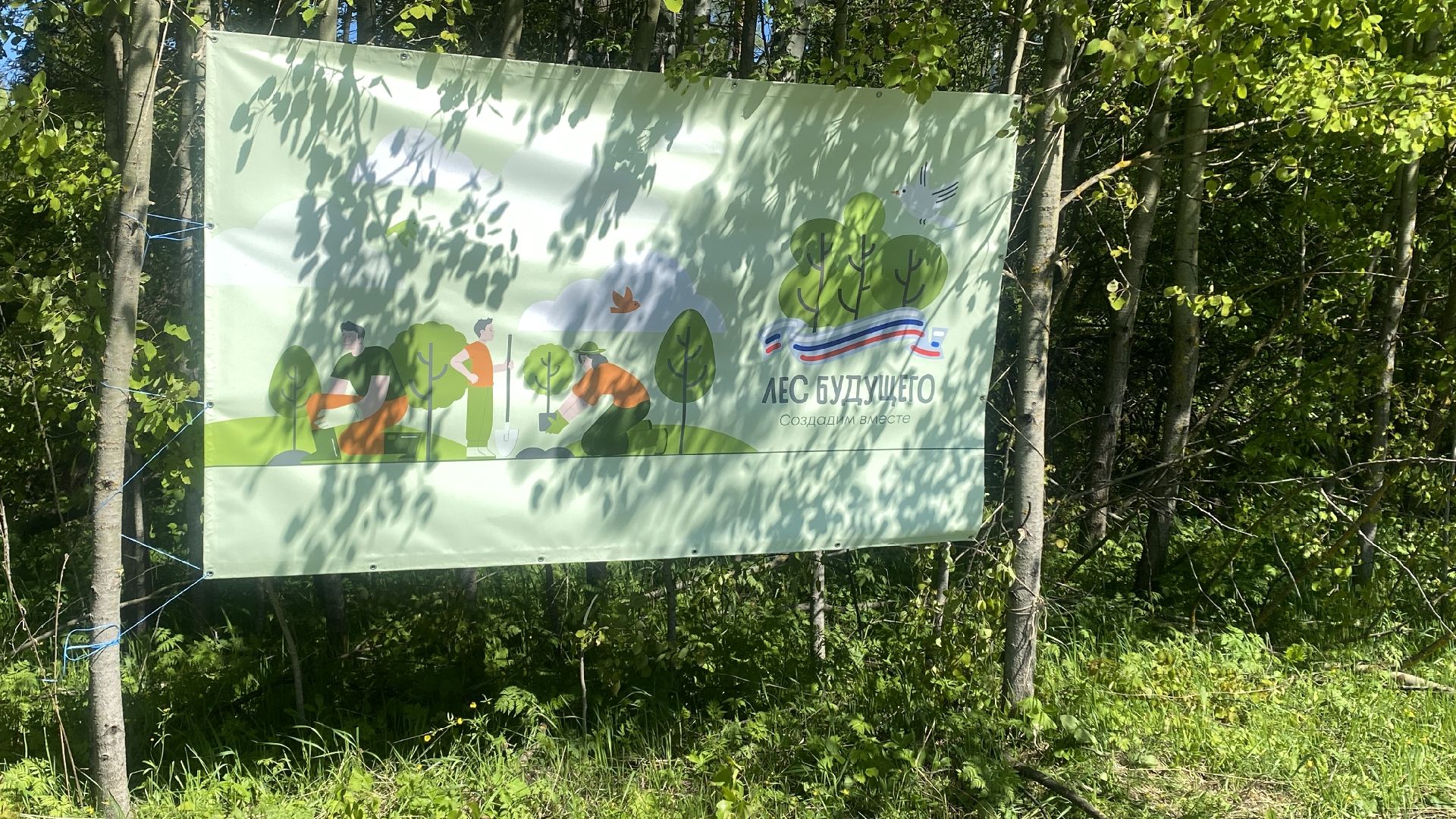 эколого-патриотической акции Лес будущего», акция Сад Памяти, посадка деревьев, лесфонд, мособллес,