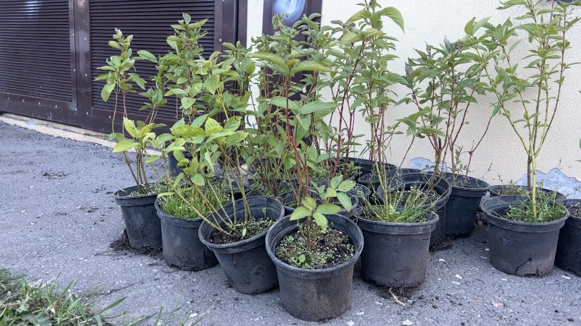 химки, благоустройство, лес будущего, высадка деревьев,