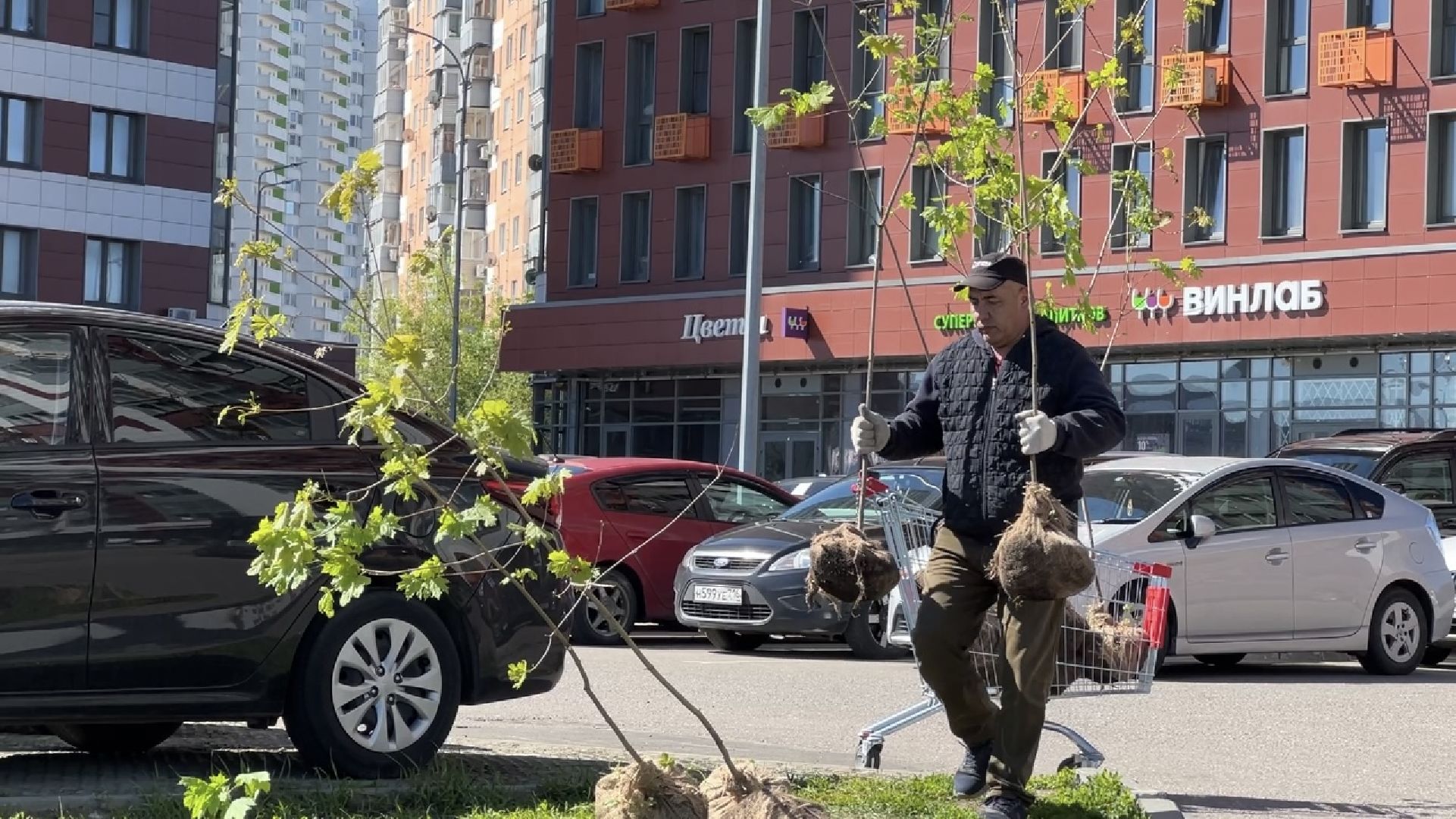 химки, благоустройство, лес будущего, высадка деревьев,