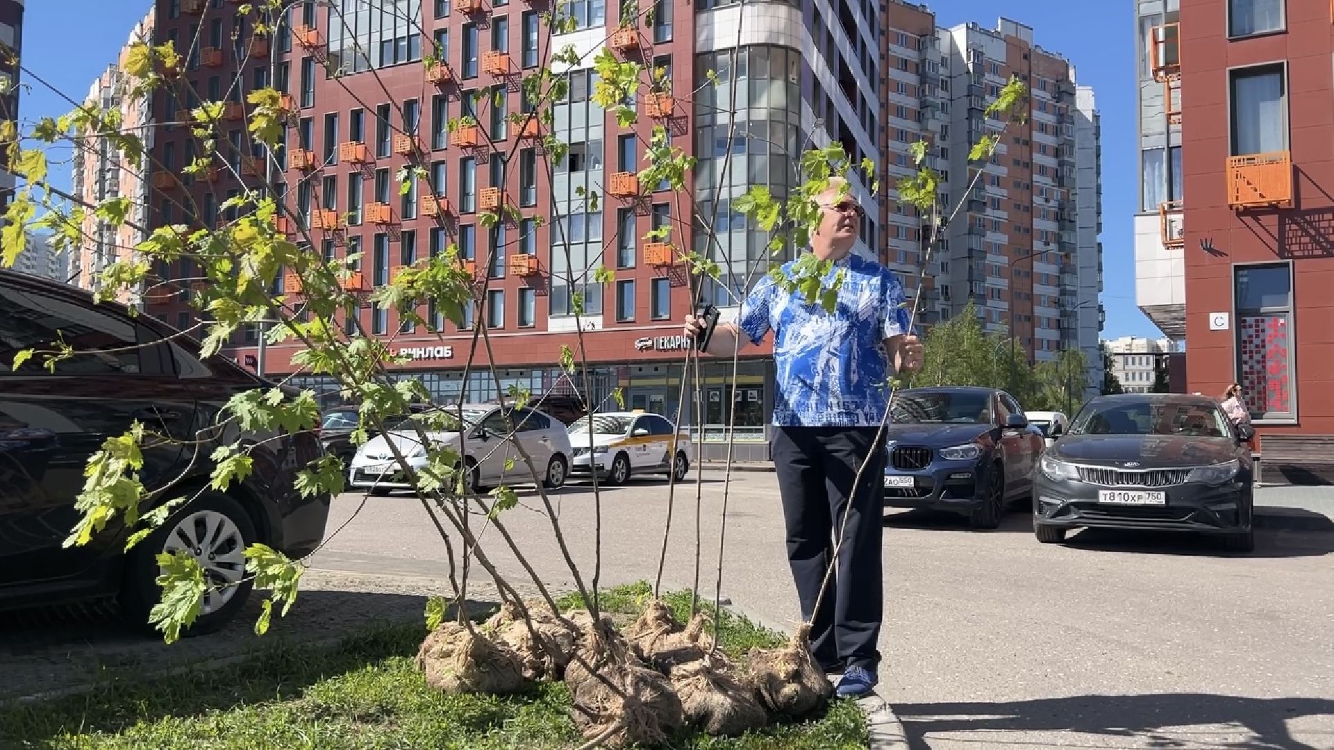 химки, благоустройство, лес будущего, высадка деревьев,