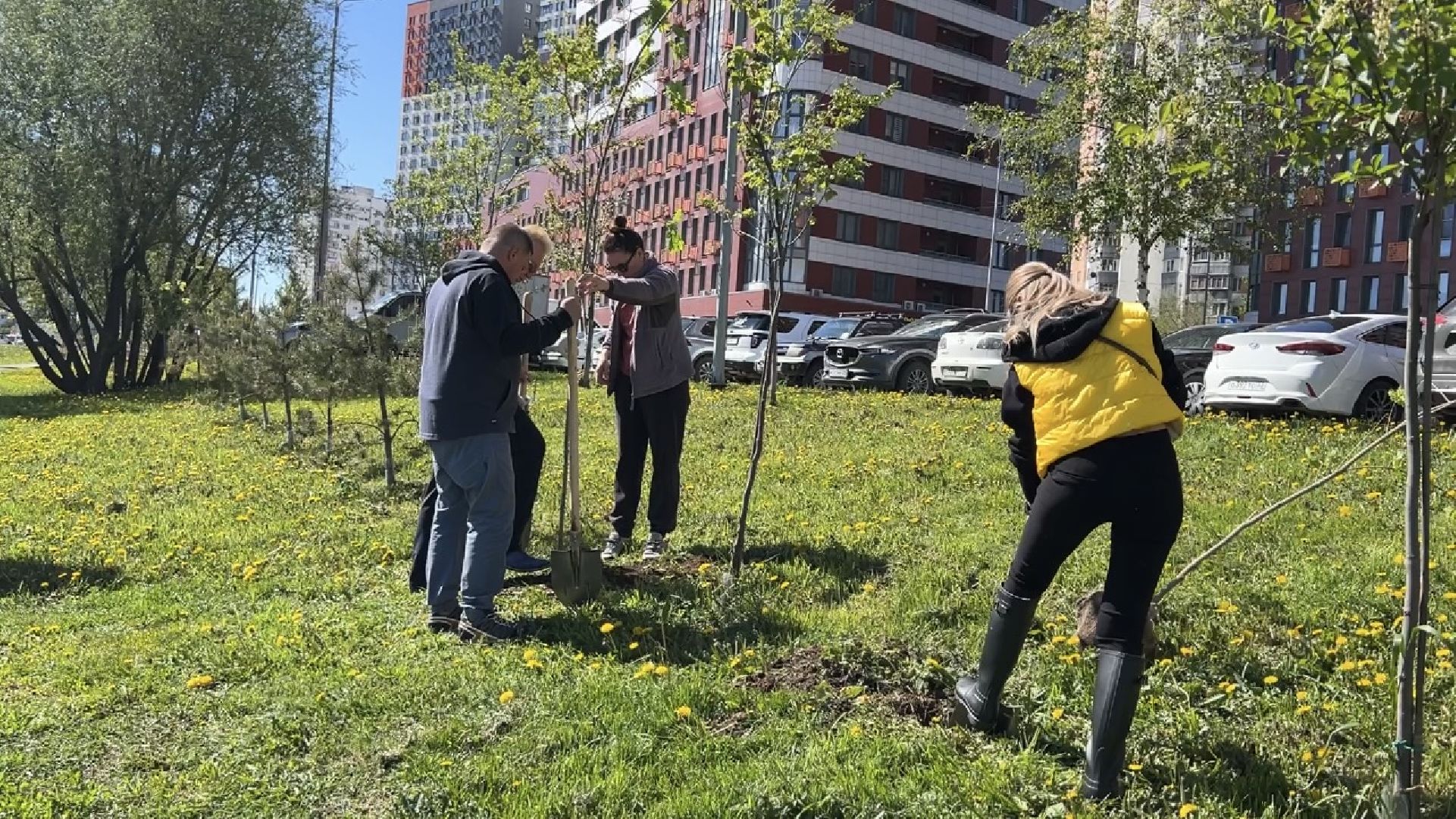 химки, благоустройство, лес будущего, высадка деревьев,