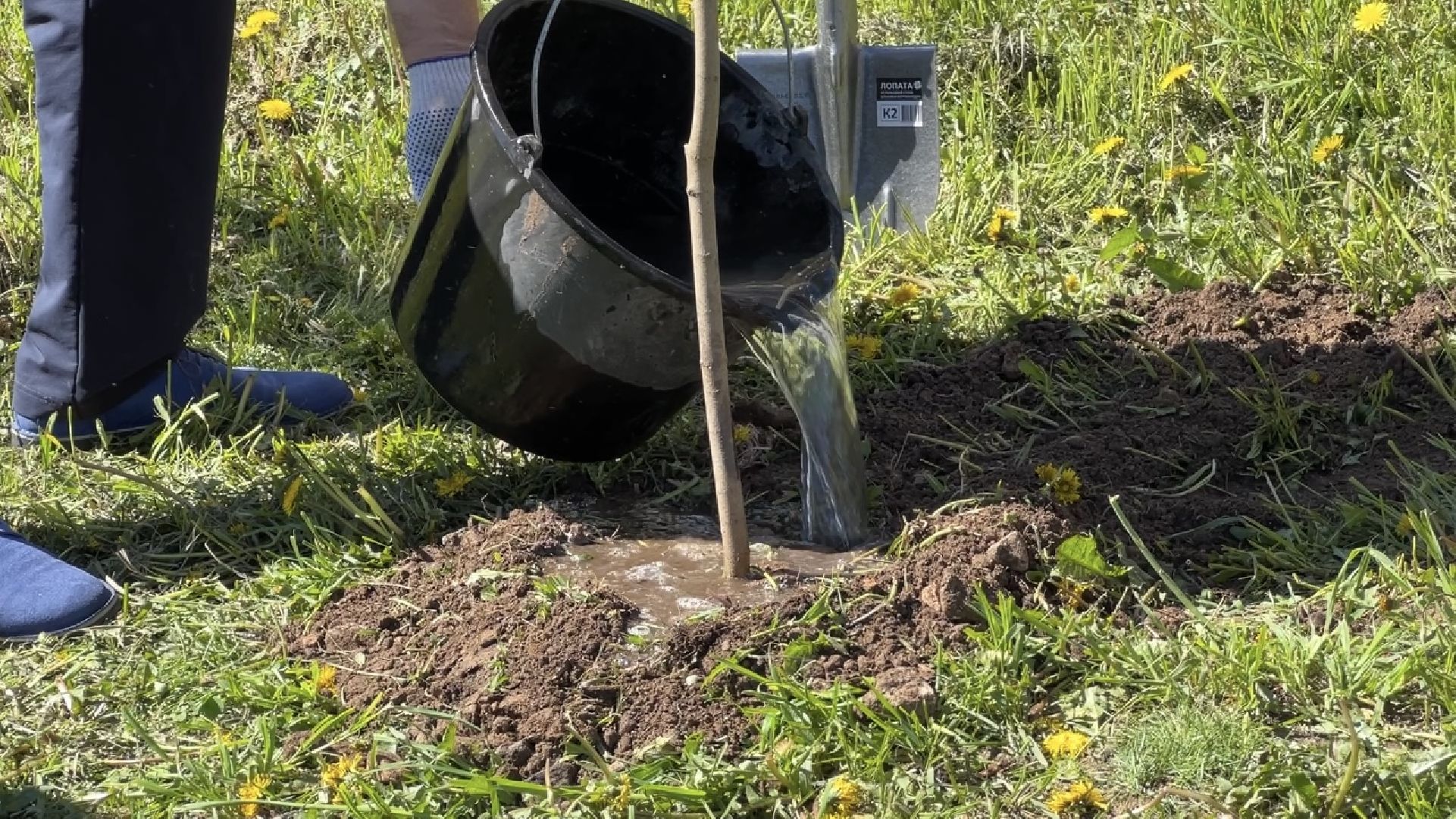 химки, благоустройство, лес будущего, высадка деревьев,