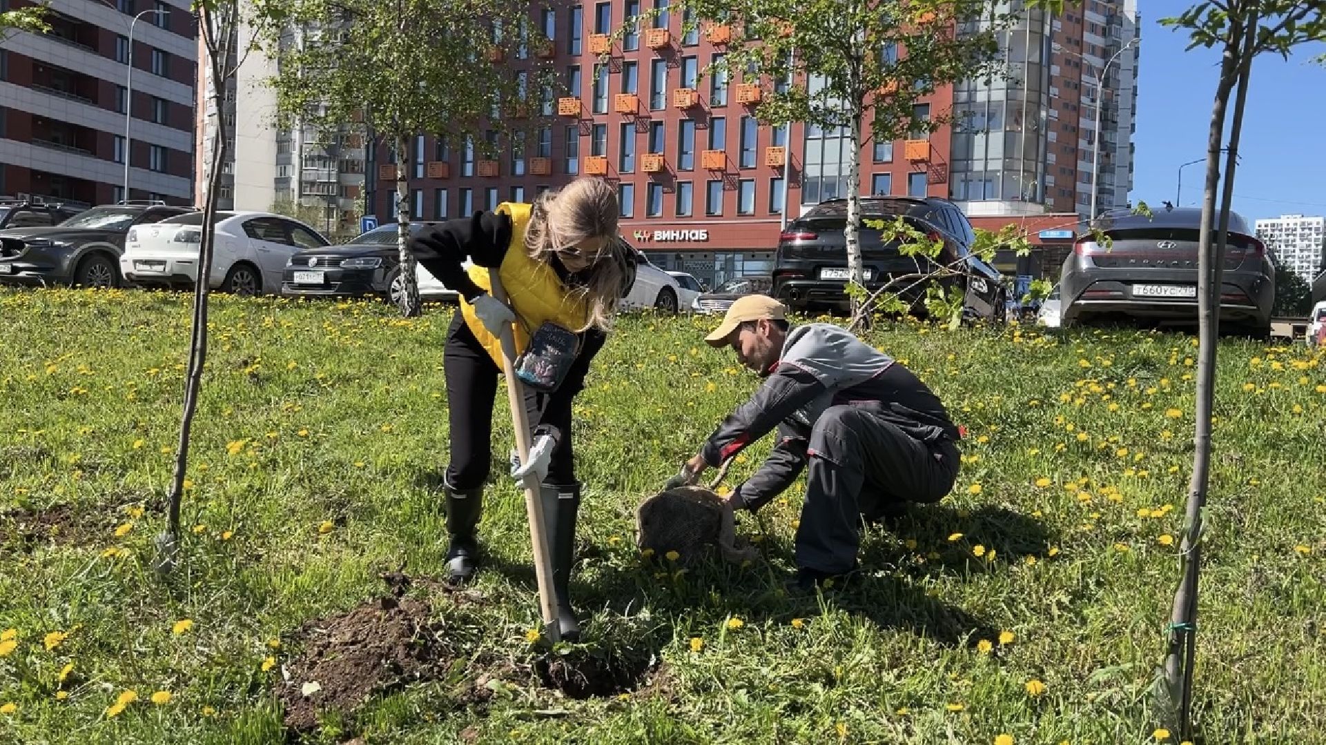 химки, благоустройство, лес будущего, высадка деревьев,