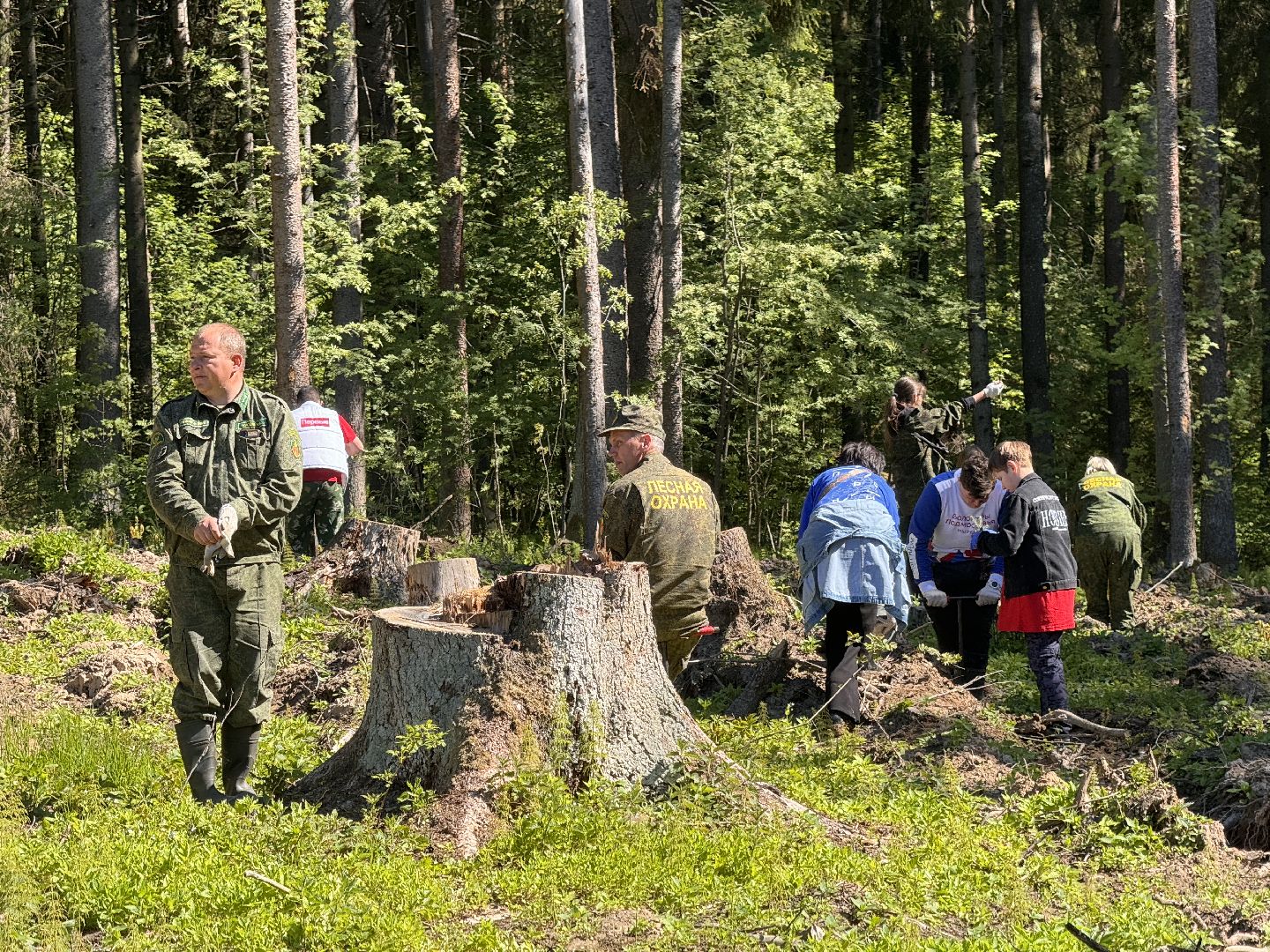 шаховская, школьное лесничество, лес будущего,