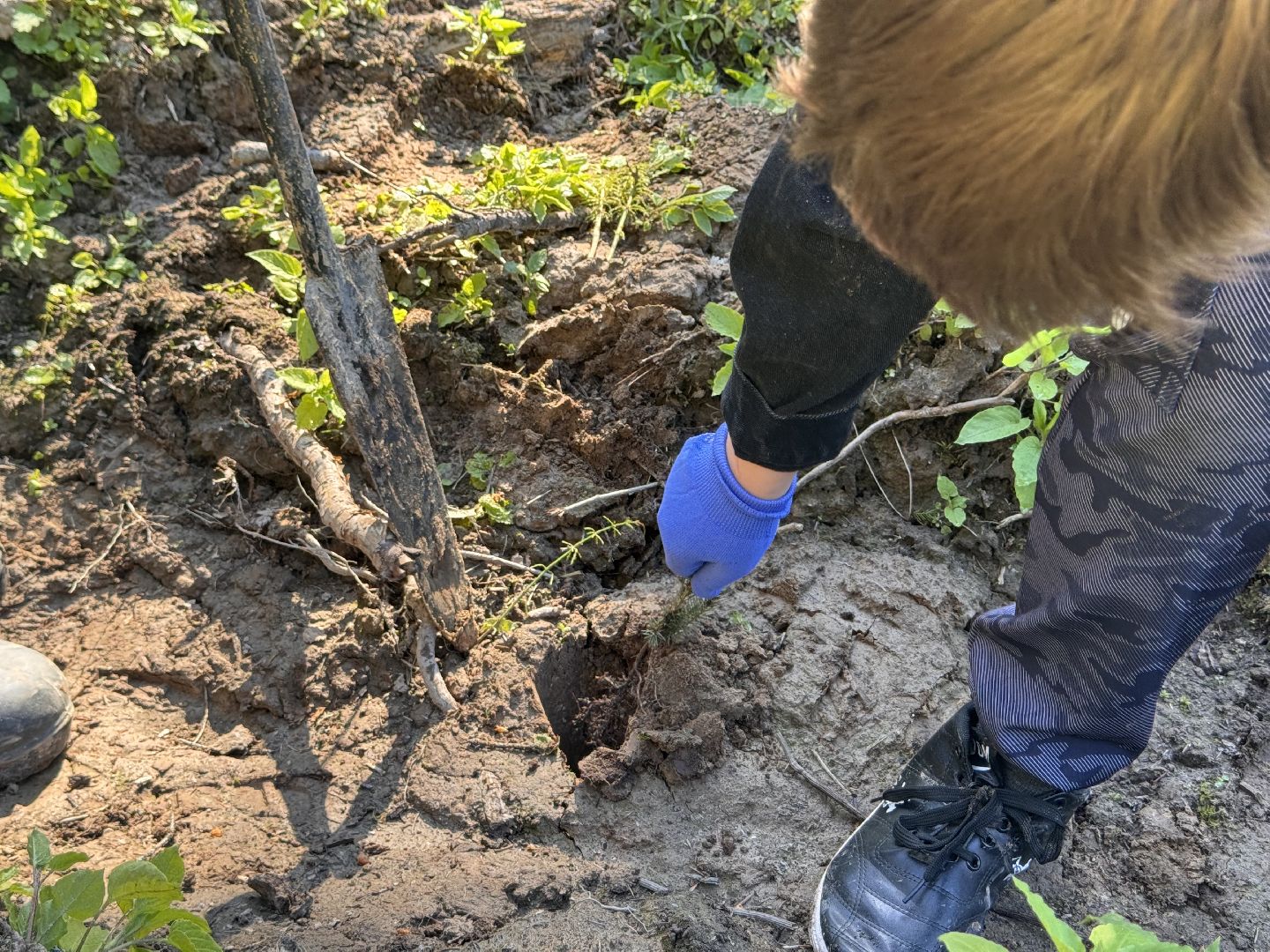 шаховская, школьное лесничество, лес будущего,