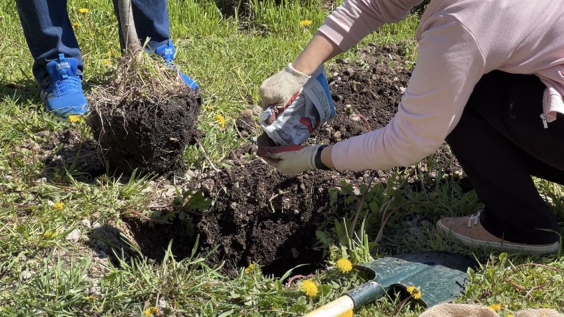 химки, благоустройство, лес будущего, высадка деревьев,