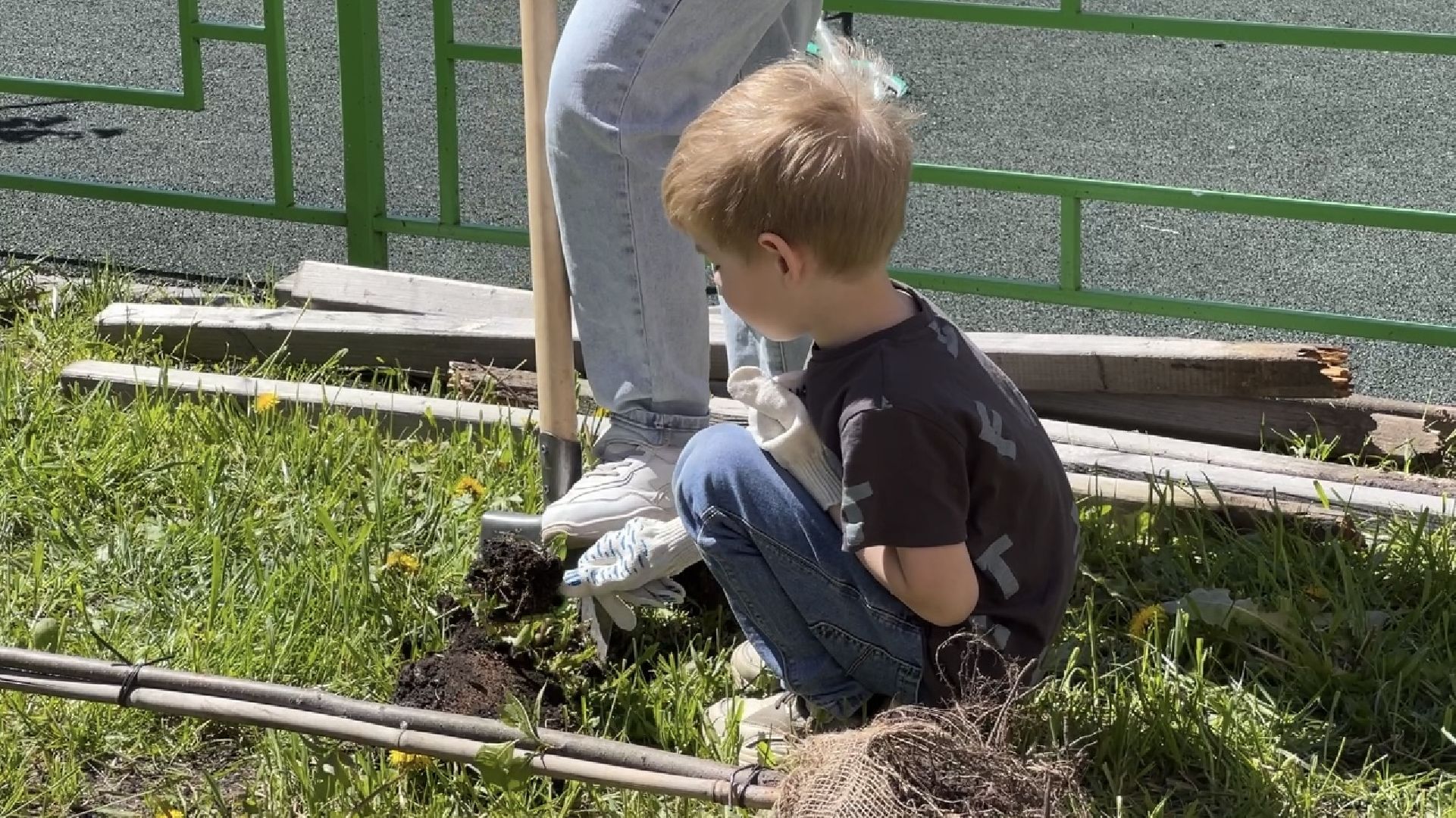 химки, благоустройство, лес будущего, высадка деревьев,
