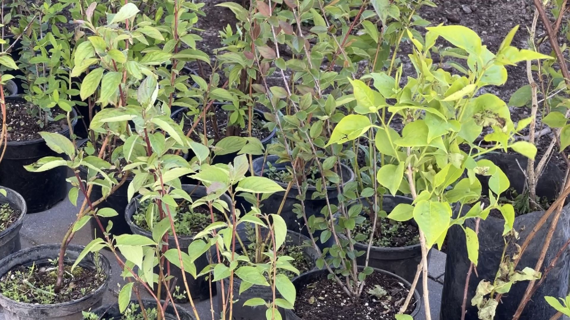 химки, благоустройство, лес будущего, высадка деревьев,