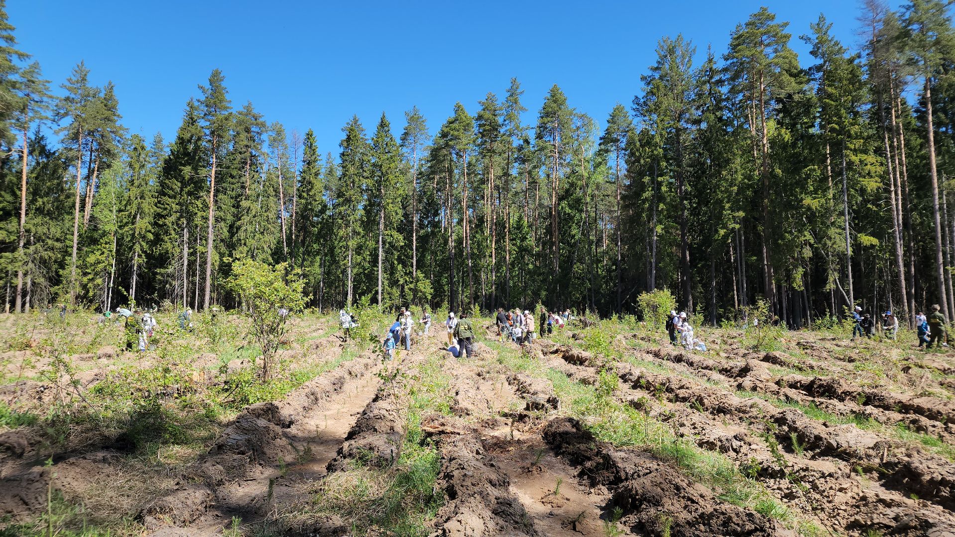 егорьевск, леоново, лес, сосны, посадка, лес будущего, саженцы,