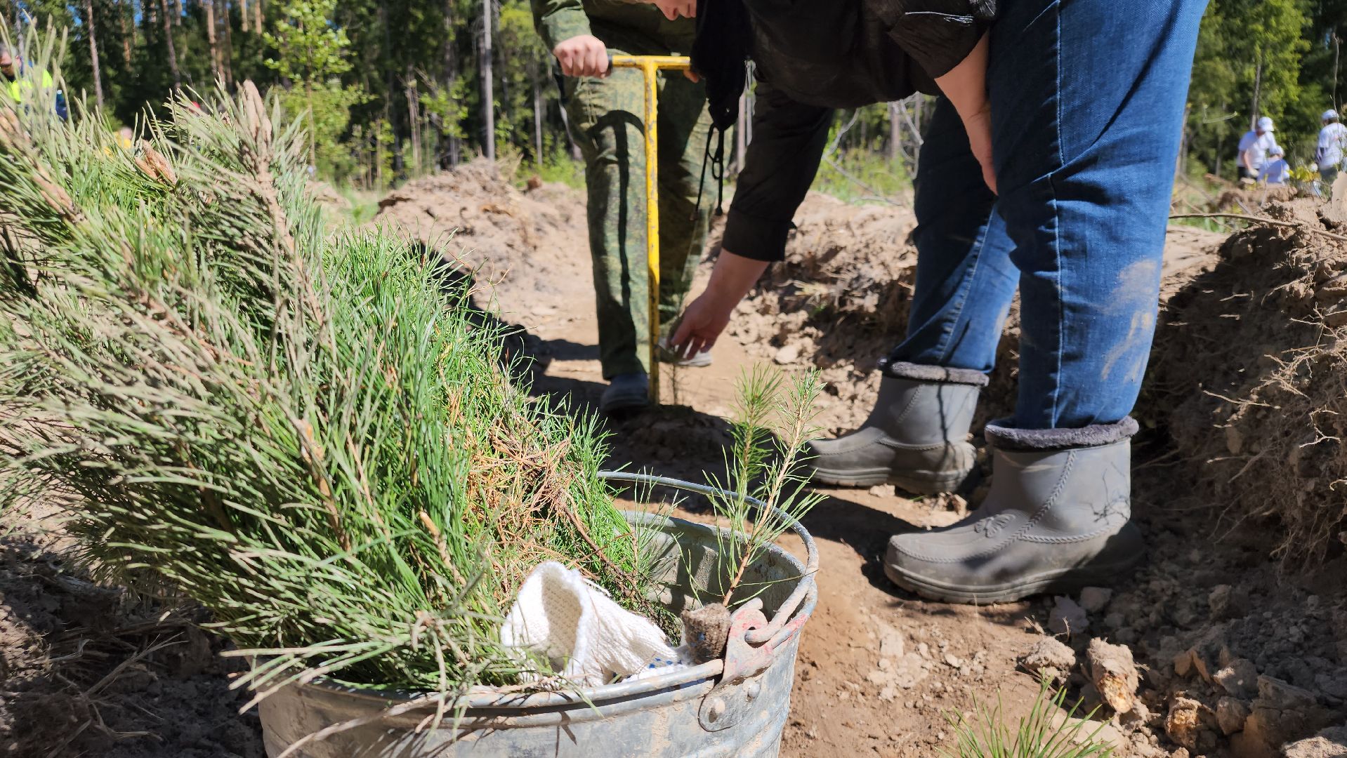 егорьевск, леоново, лес, сосны, посадка, лес будущего, саженцы,