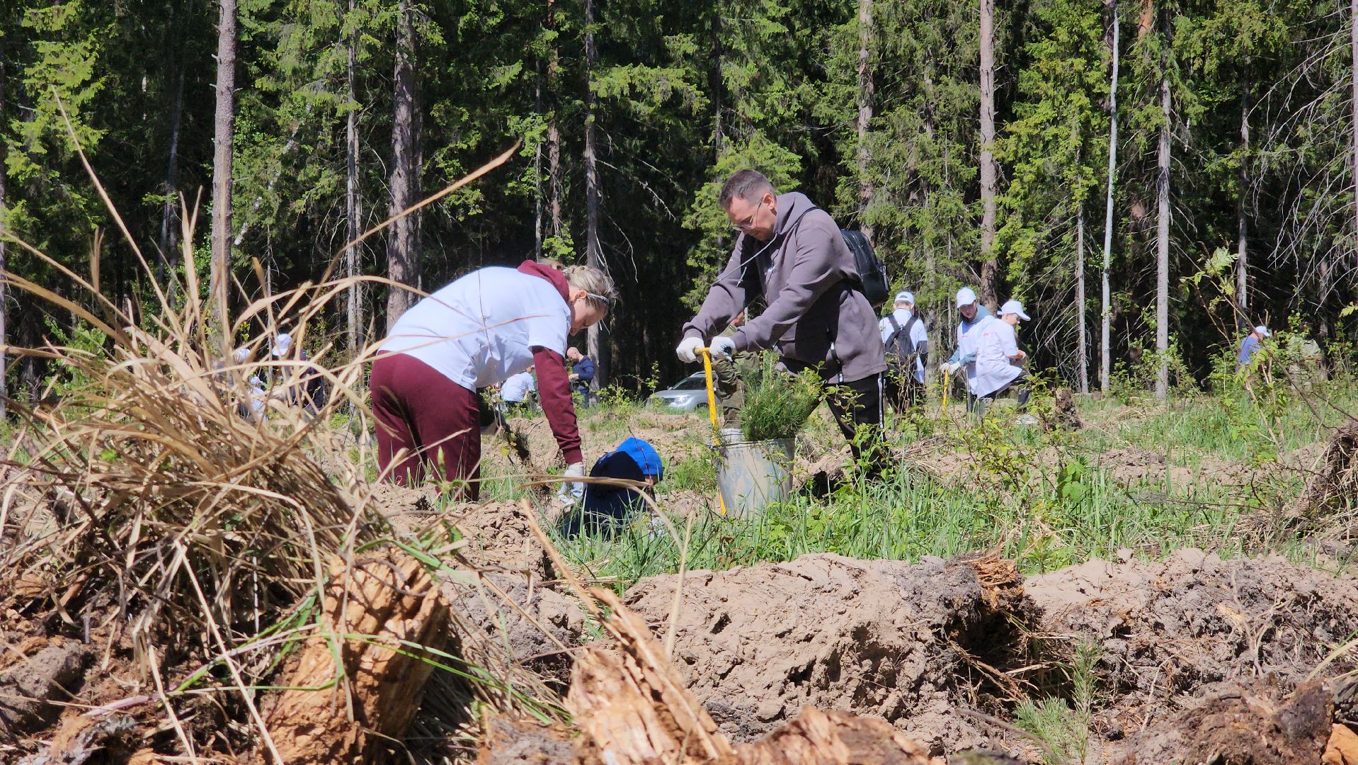 егорьевск, леоново, лес, сосны, посадка, лес будущего, саженцы,