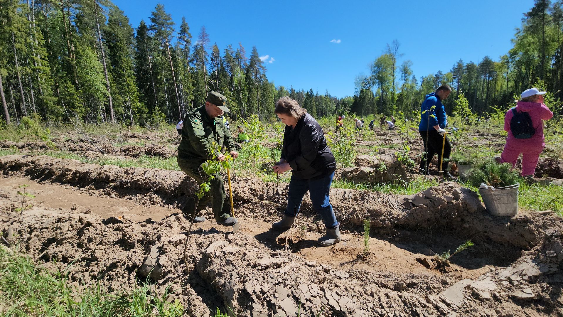 егорьевск, леоново, лес, сосны, посадка, лес будущего, саженцы,