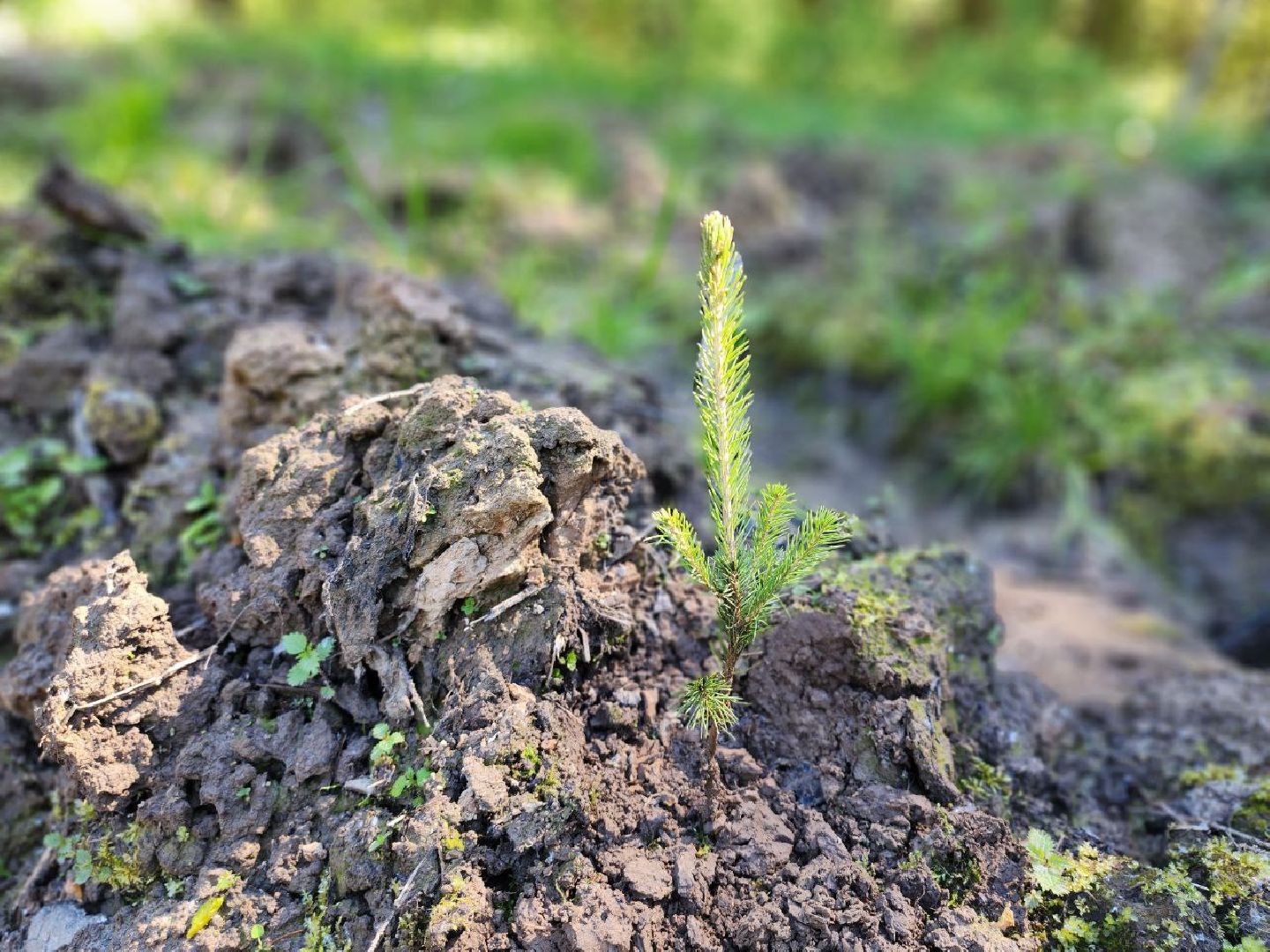 можайск, можайский городской округ, подмосковье, акция, патриотическая акция, лес будущего, сад памяти, международная акция, саженцы, посадка деревьев,