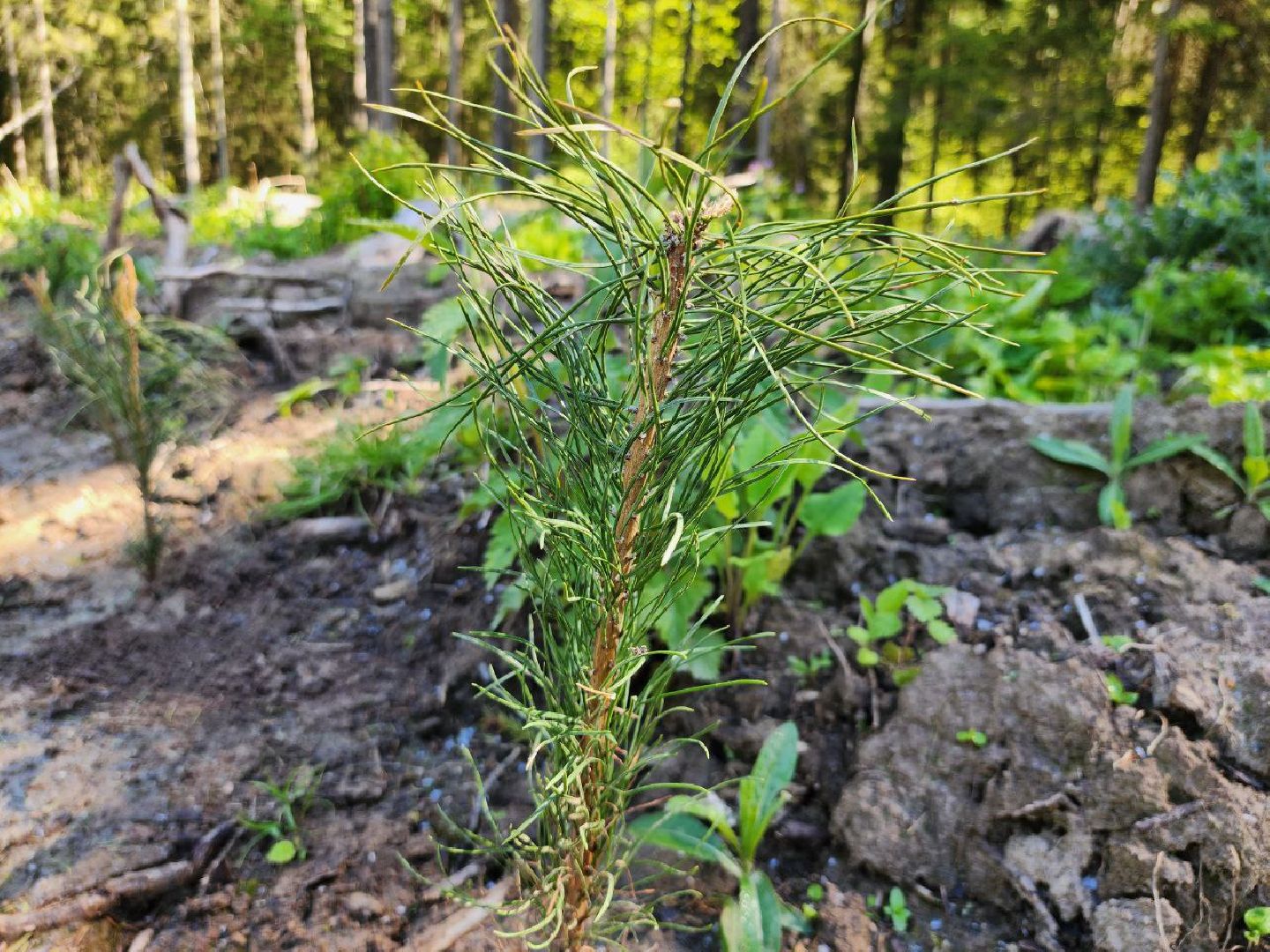 можайск, можайский городской округ, подмосковье, акция, патриотическая акция, лес будущего, сад памяти, международная акция, саженцы, посадка деревьев,