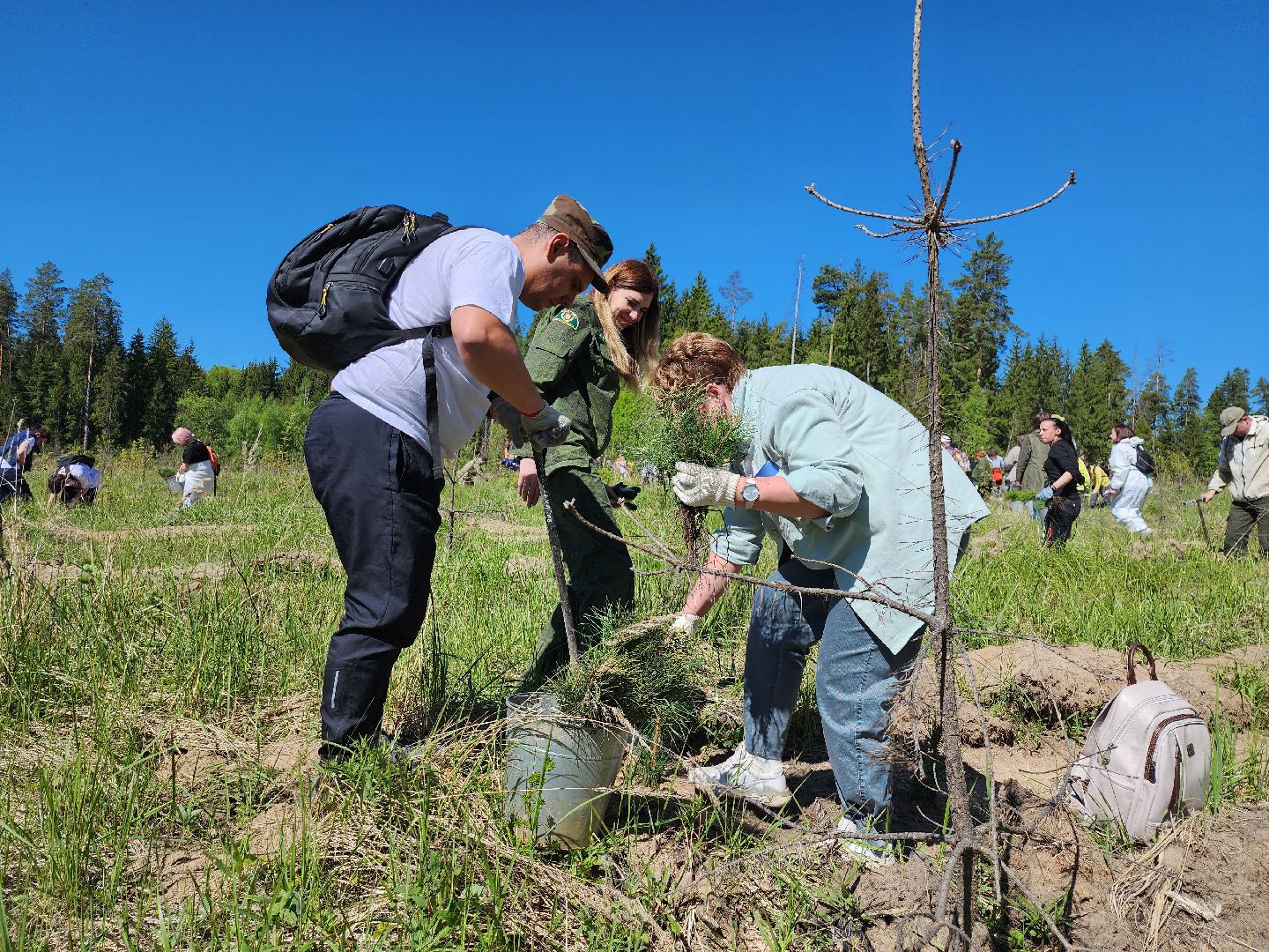 серпухов, подмосковье, сажают лес, лес будущего,