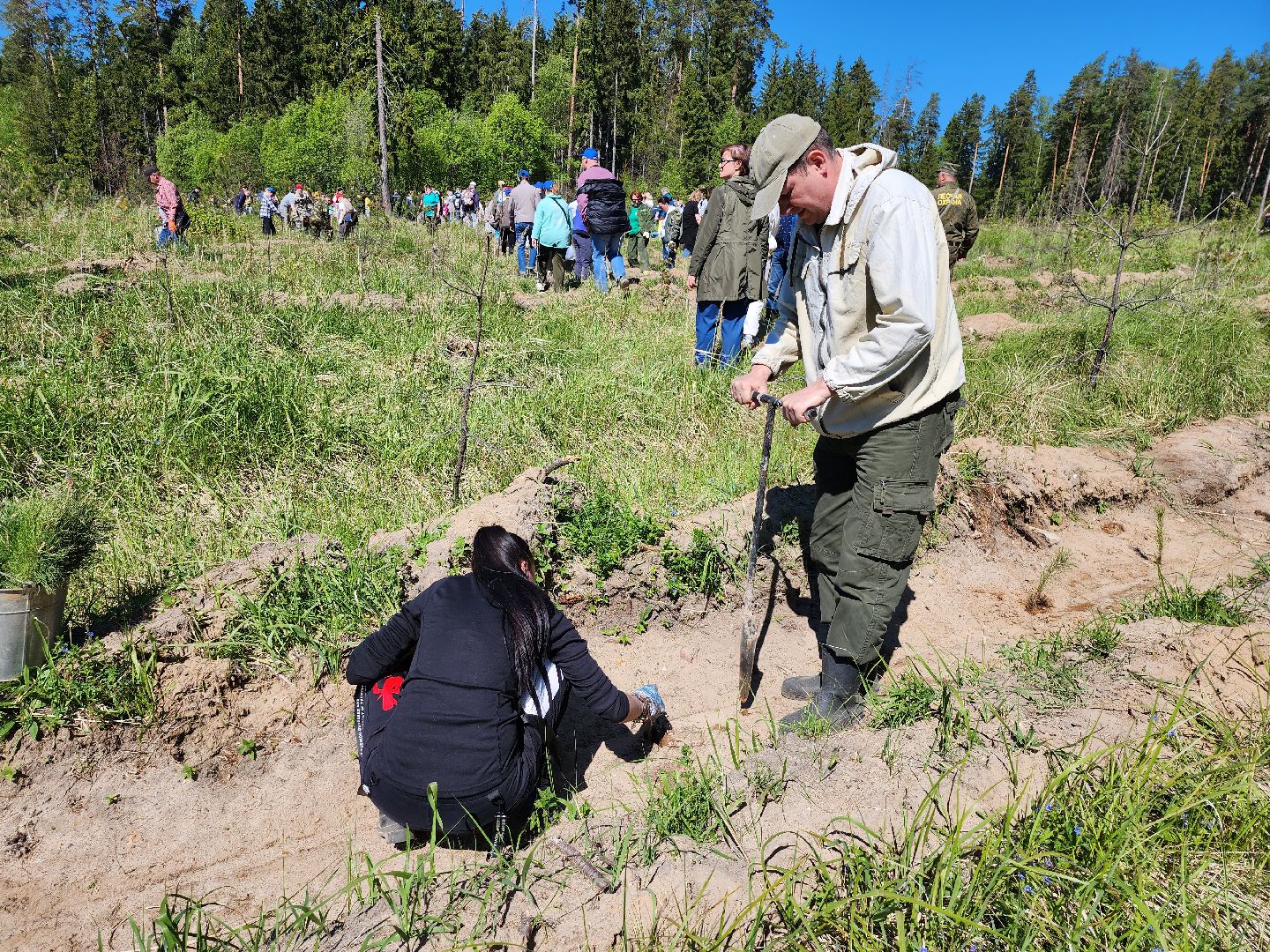 серпухов, подмосковье, сажают лес, лес будущего,