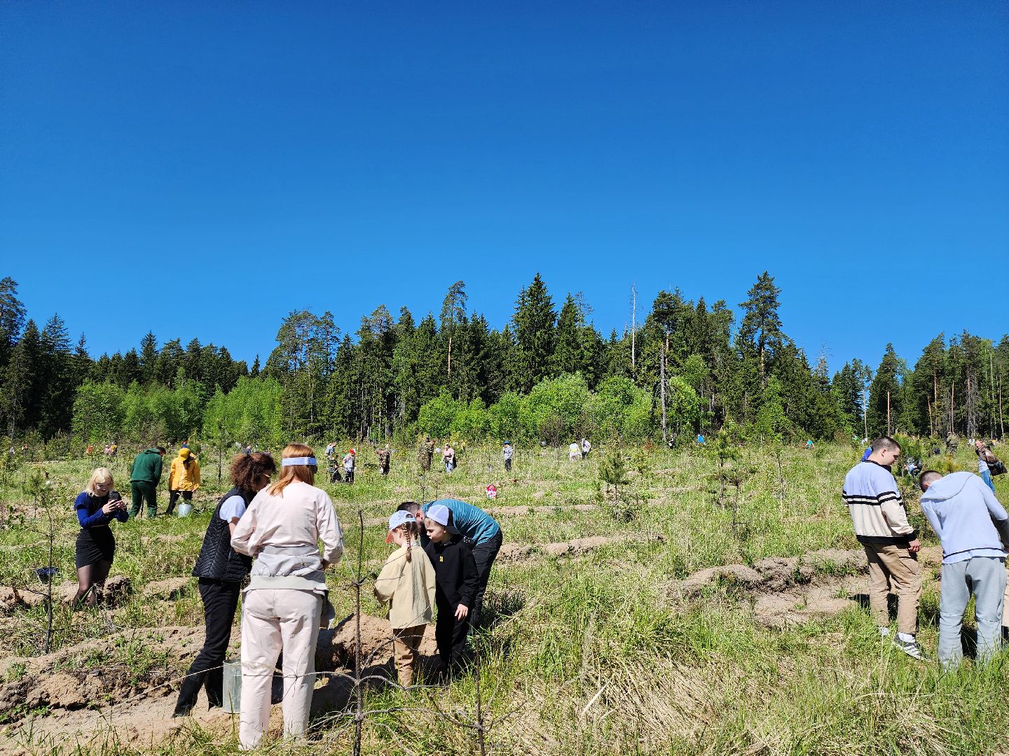 серпухов, подмосковье, сажают лес, лес будущего,