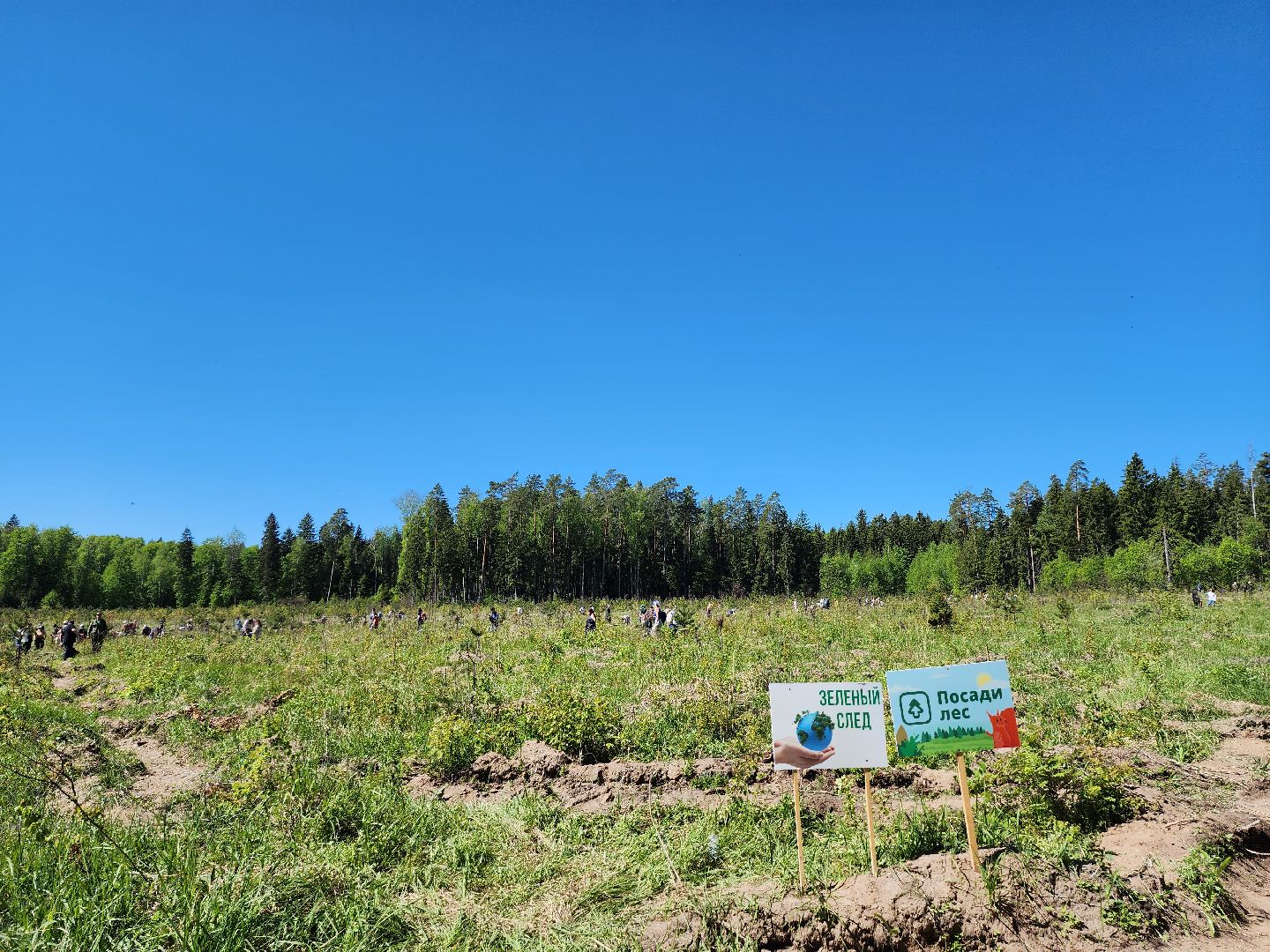 серпухов, подмосковье, сажают лес, лес будущего,