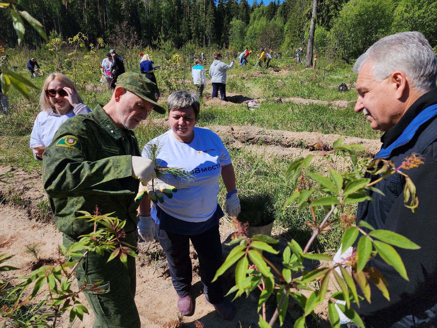 серпухов, подмосковье, сажают лес, лес будущего,